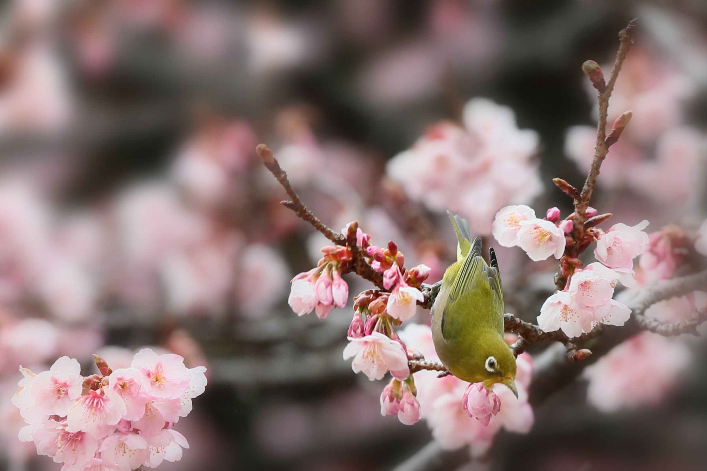 Bird Sakura Japan Spring 2450x1633
