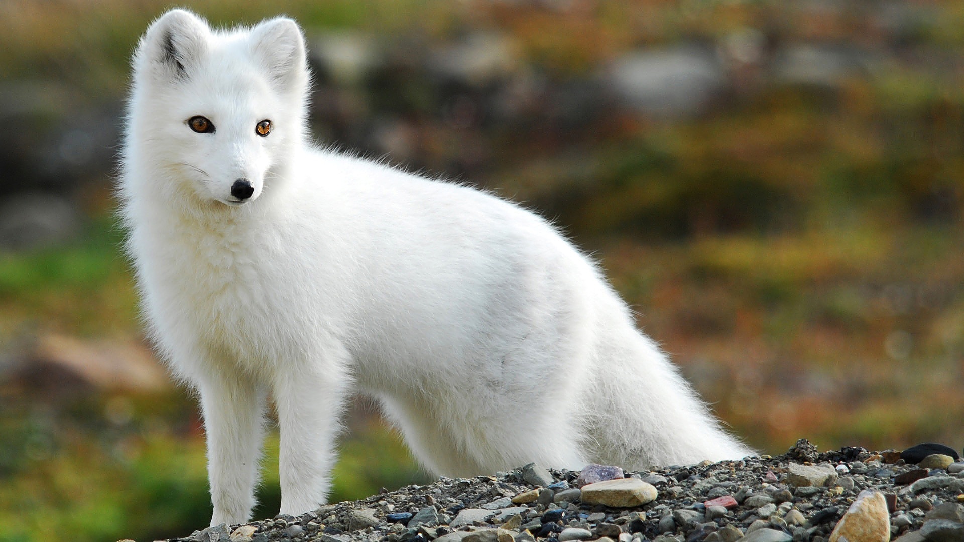 Animal Arctic Fox 1920x1080