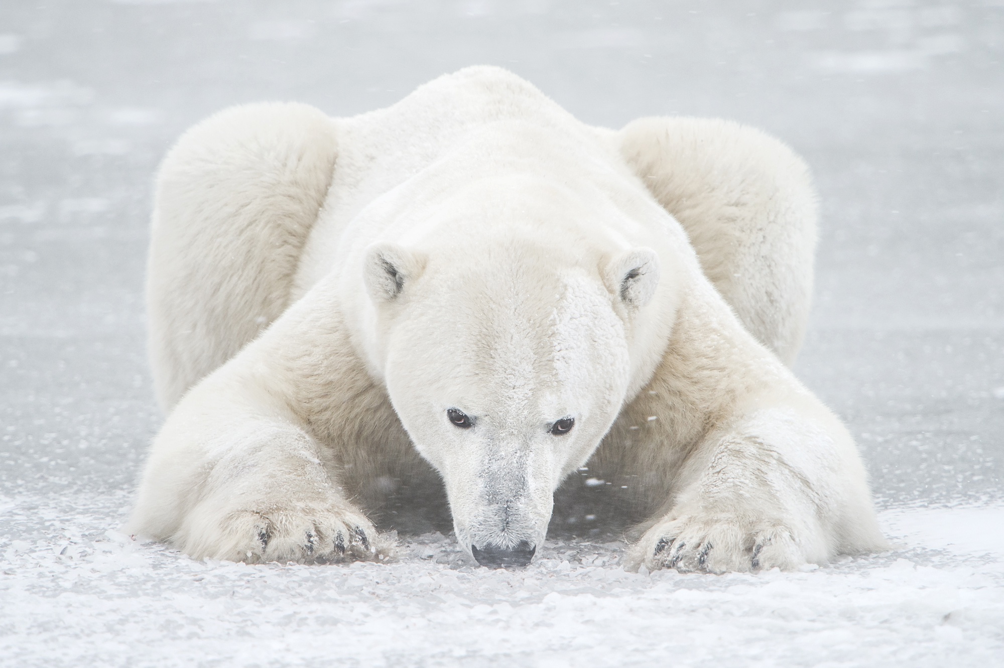 Polar Bear Wildlife Predator Animal 2000x1331