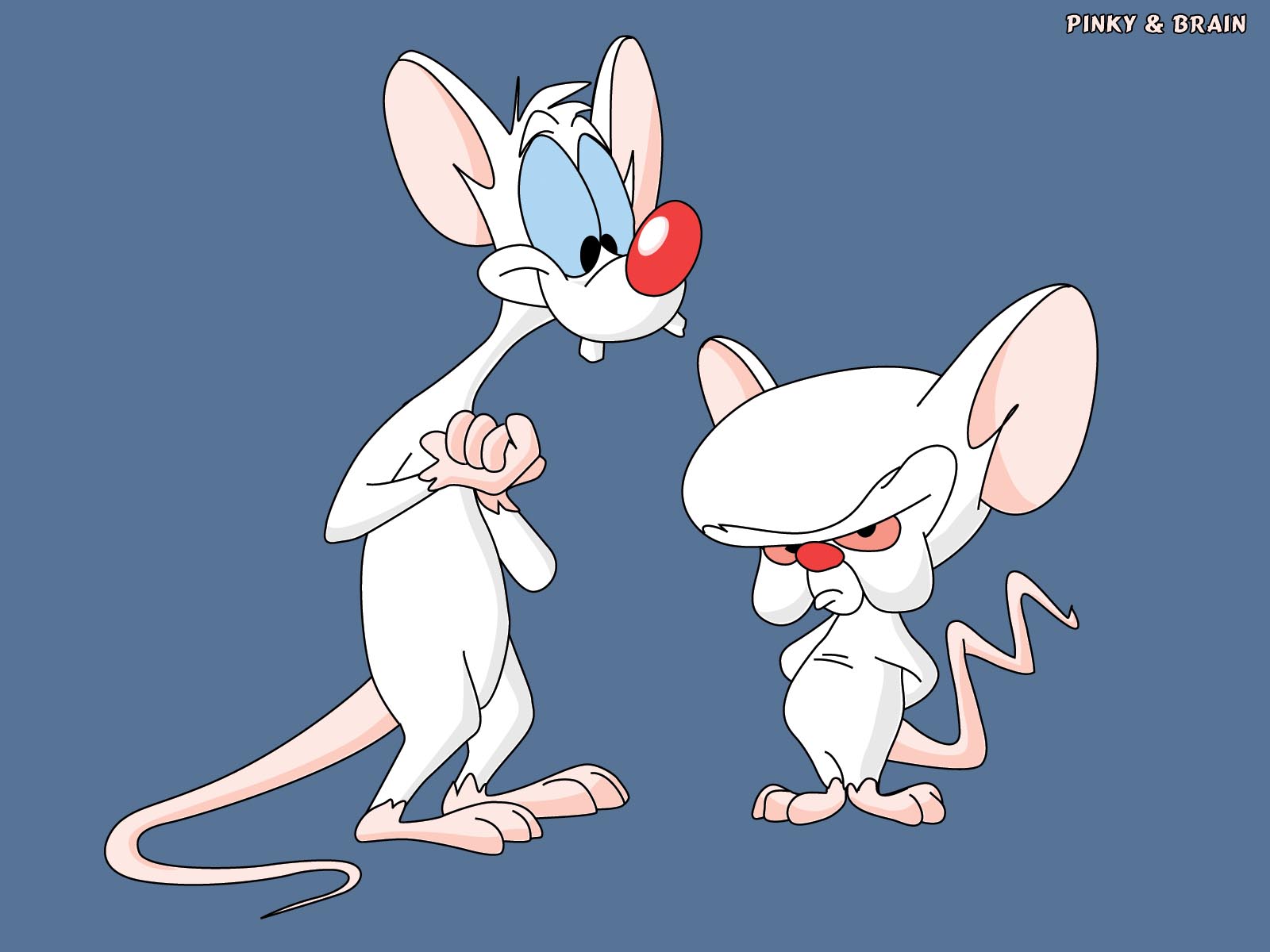 TV Show Pinky And The Brain 1600x1200
