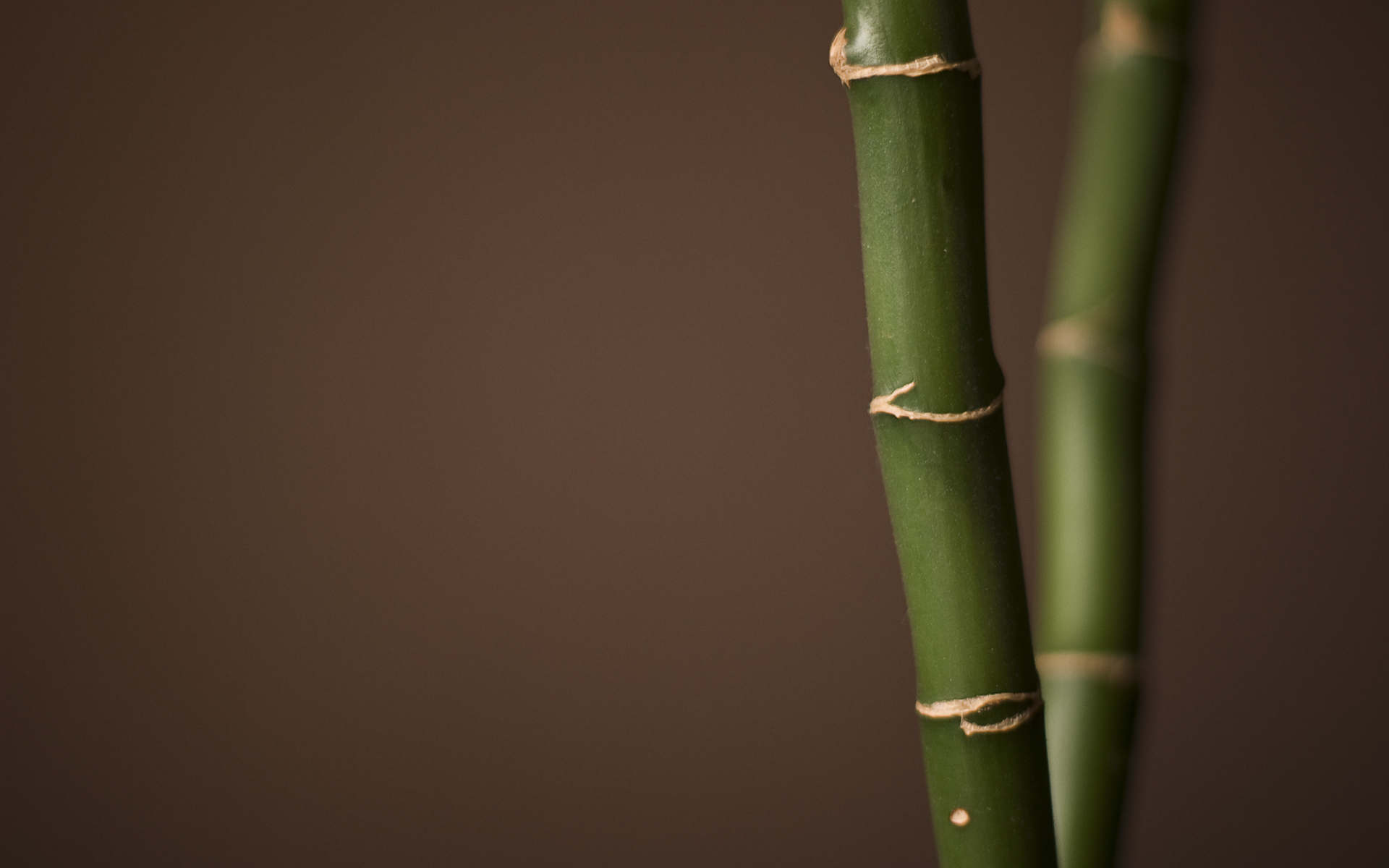 Bamboo 1920x1200