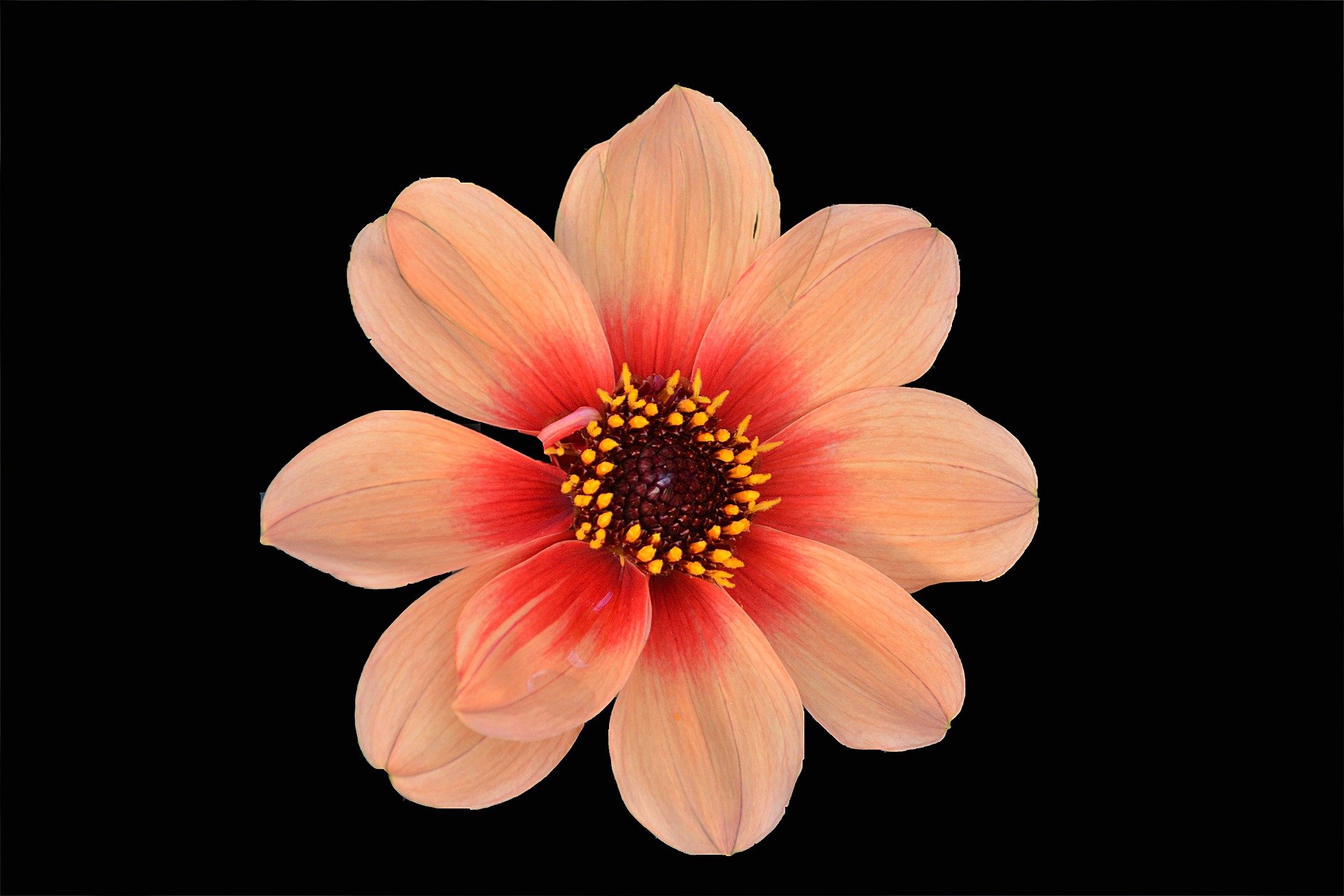 Earth Flower Peach Flower 1920x1280