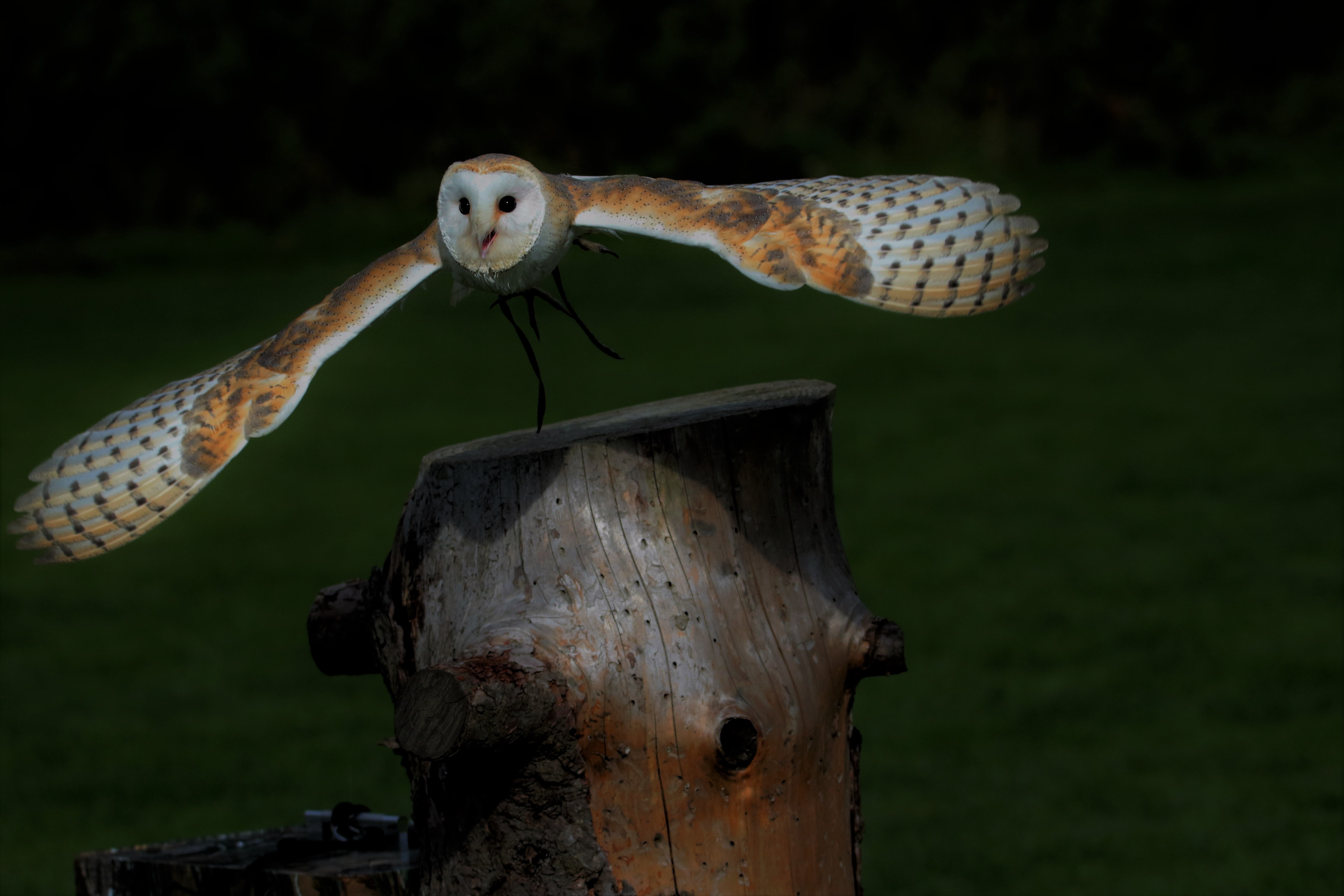 Barn Owl Stump Bird Wildlife 5401x3601