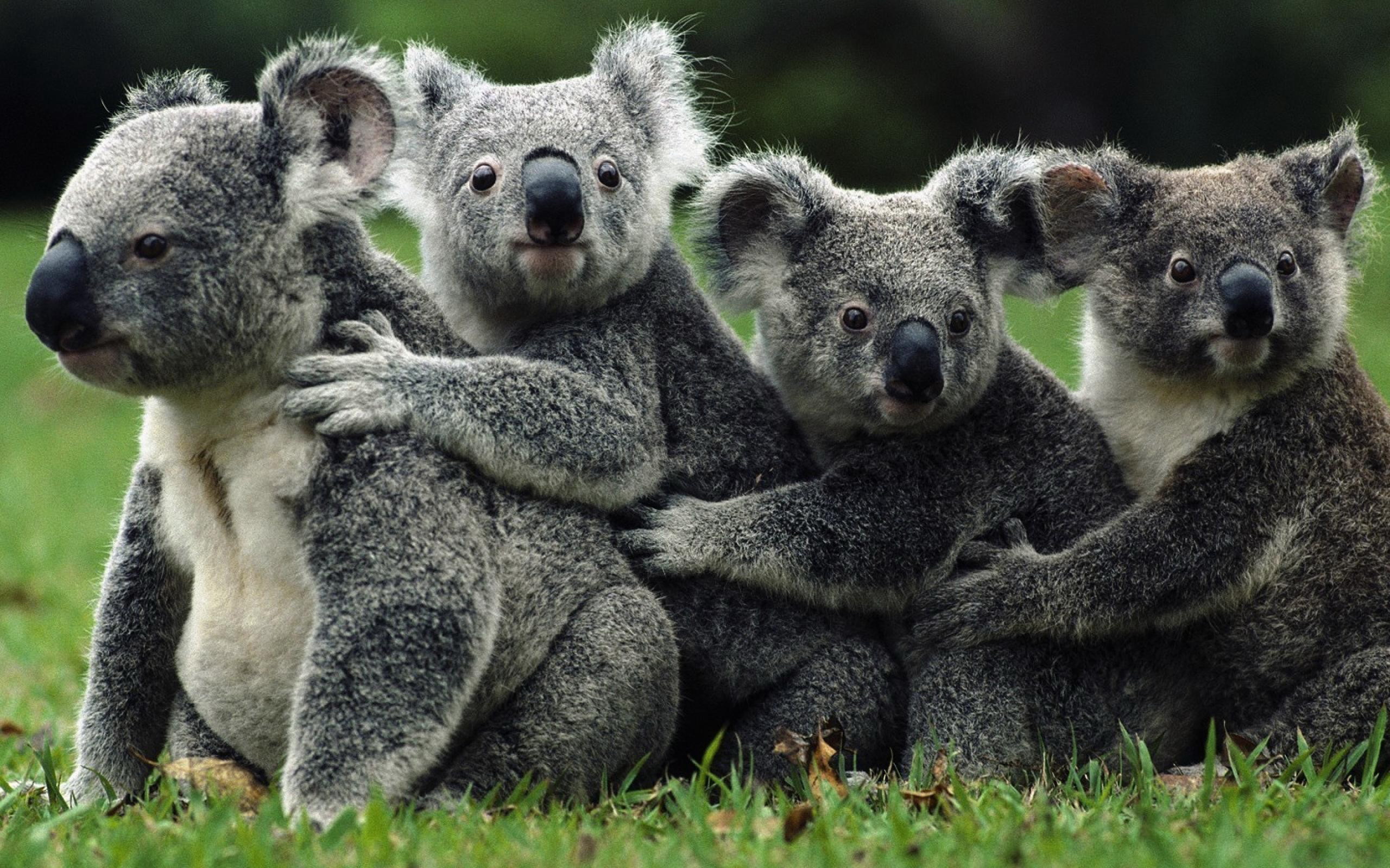 Animal Koala 2560x1600