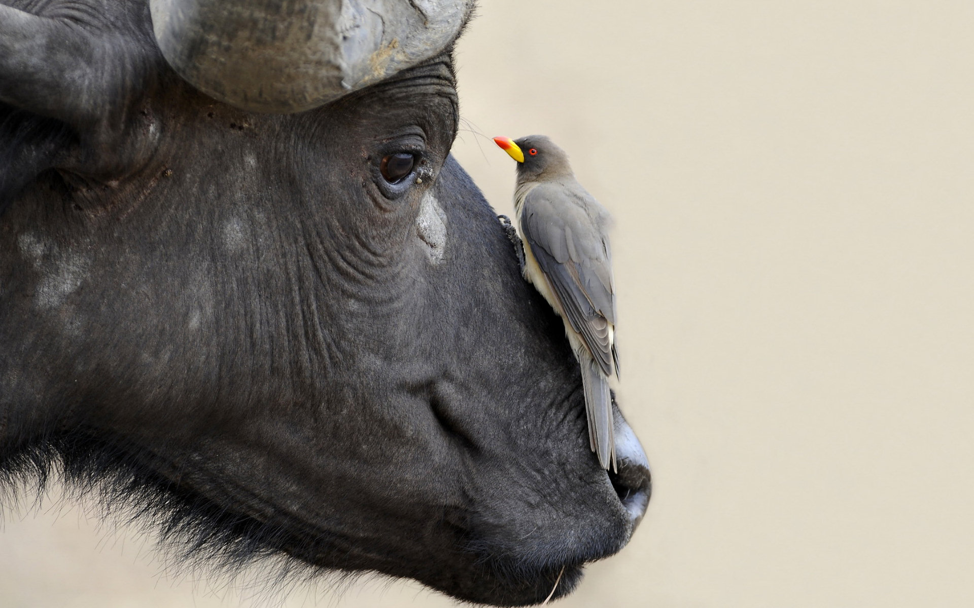 Animal African Buffalo 1920x1200