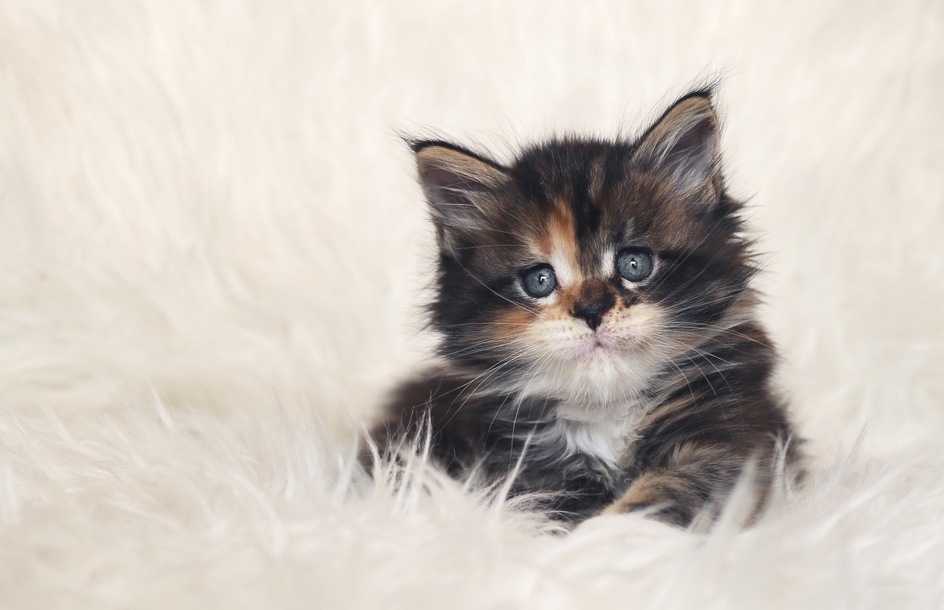 Cute Fluffy Kitten 3000x1941