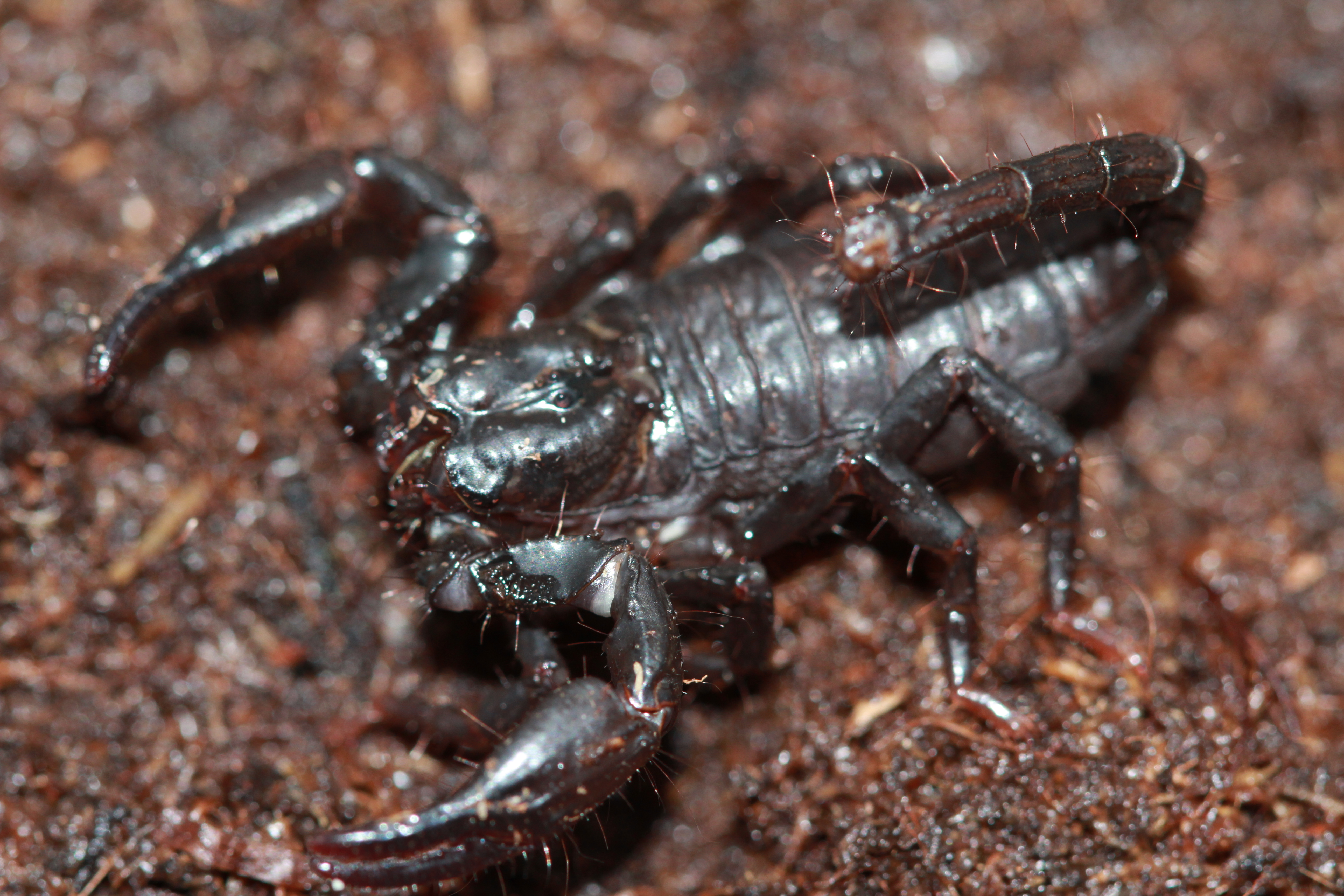 Animal Scorpion 5184x3456