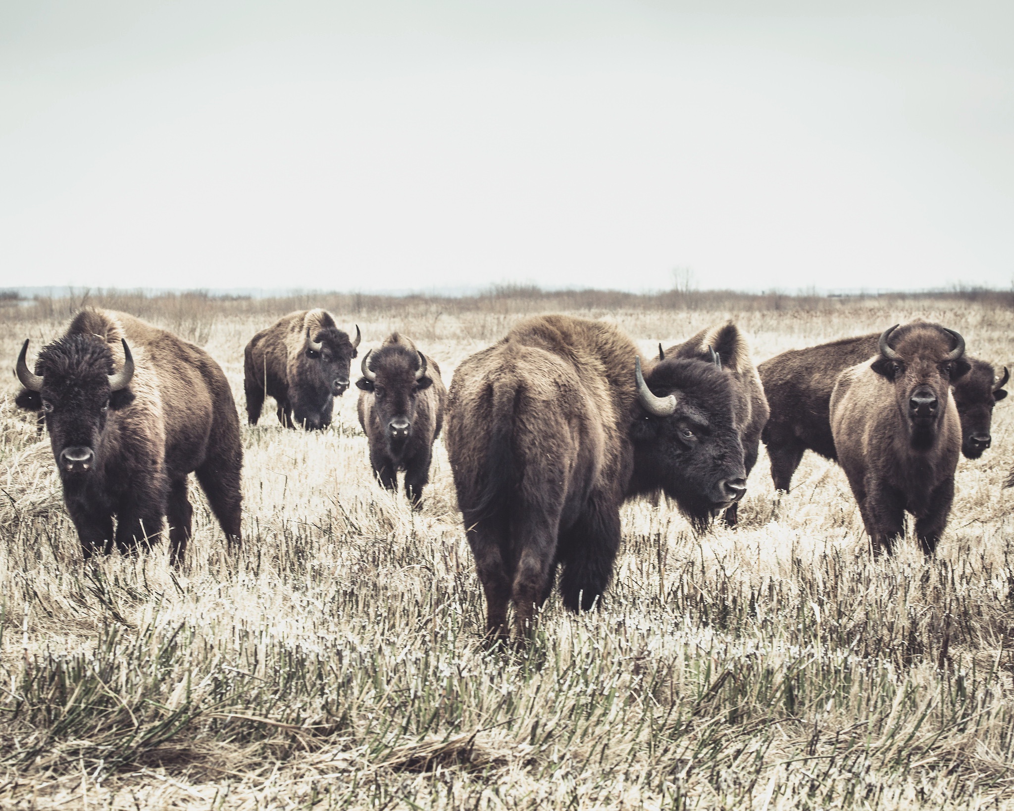 American Bison Wildlife 2048x1638