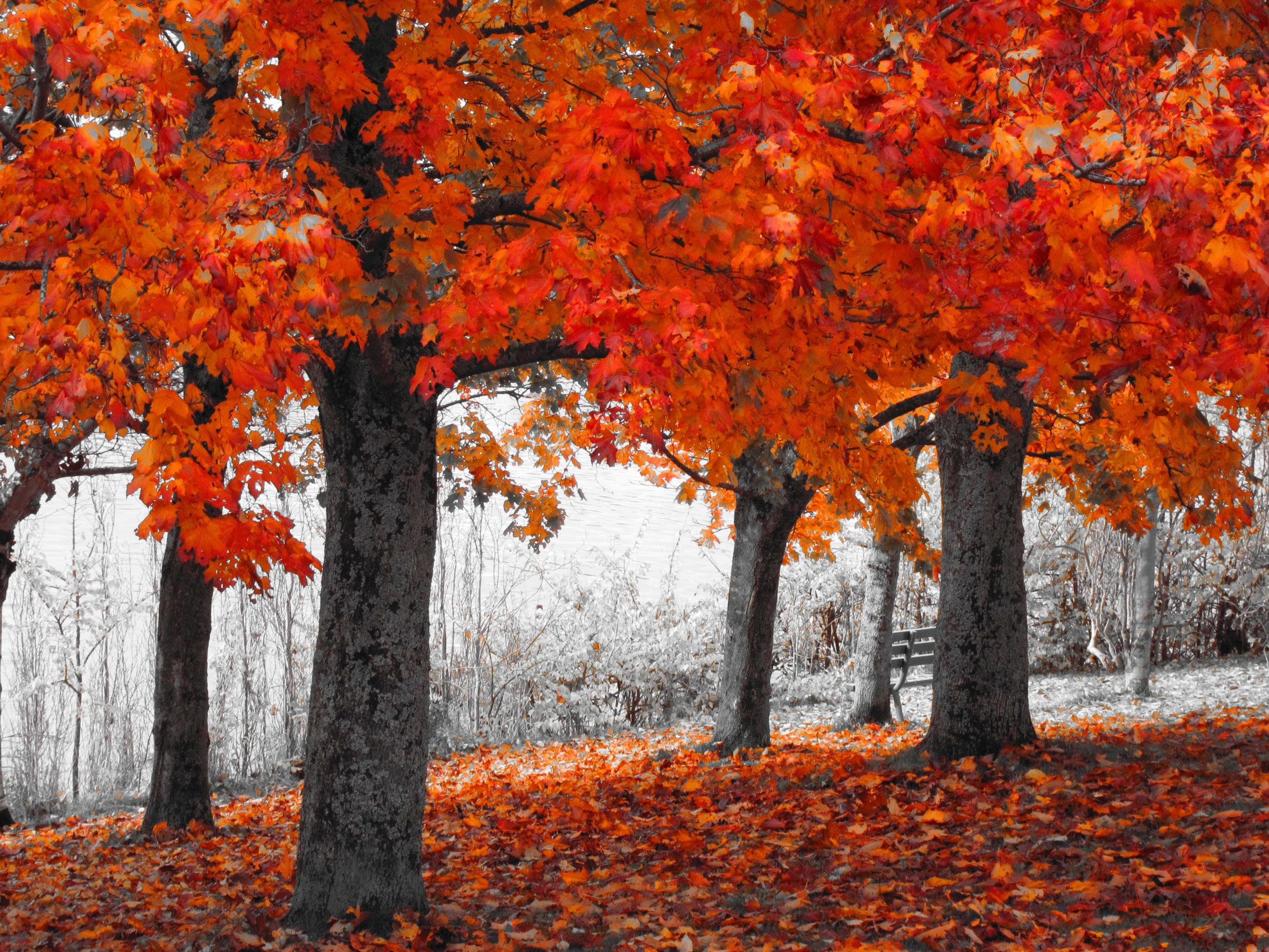 Tree Fall Foliage Orange Color Selective Color 2667x2000