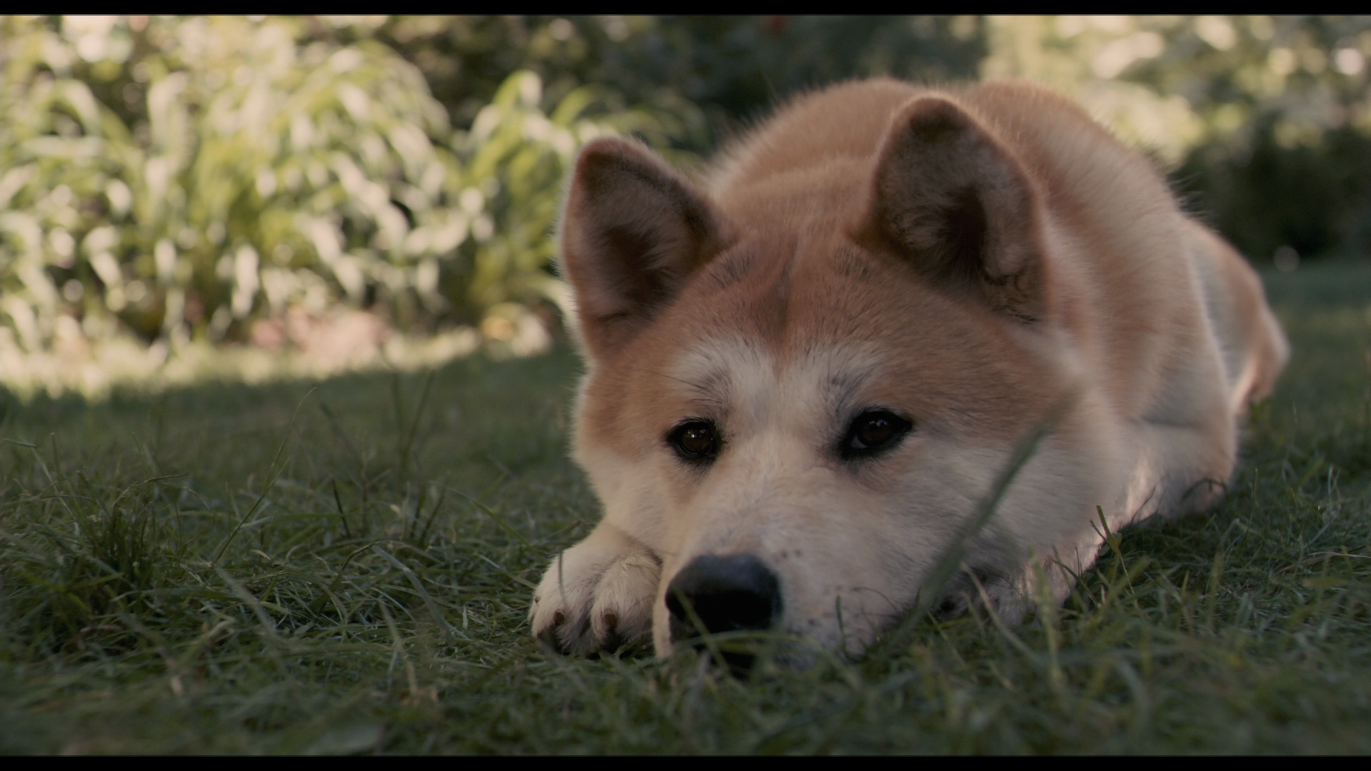 Movie Hachi A Dog 039 S Tale 1920x1080