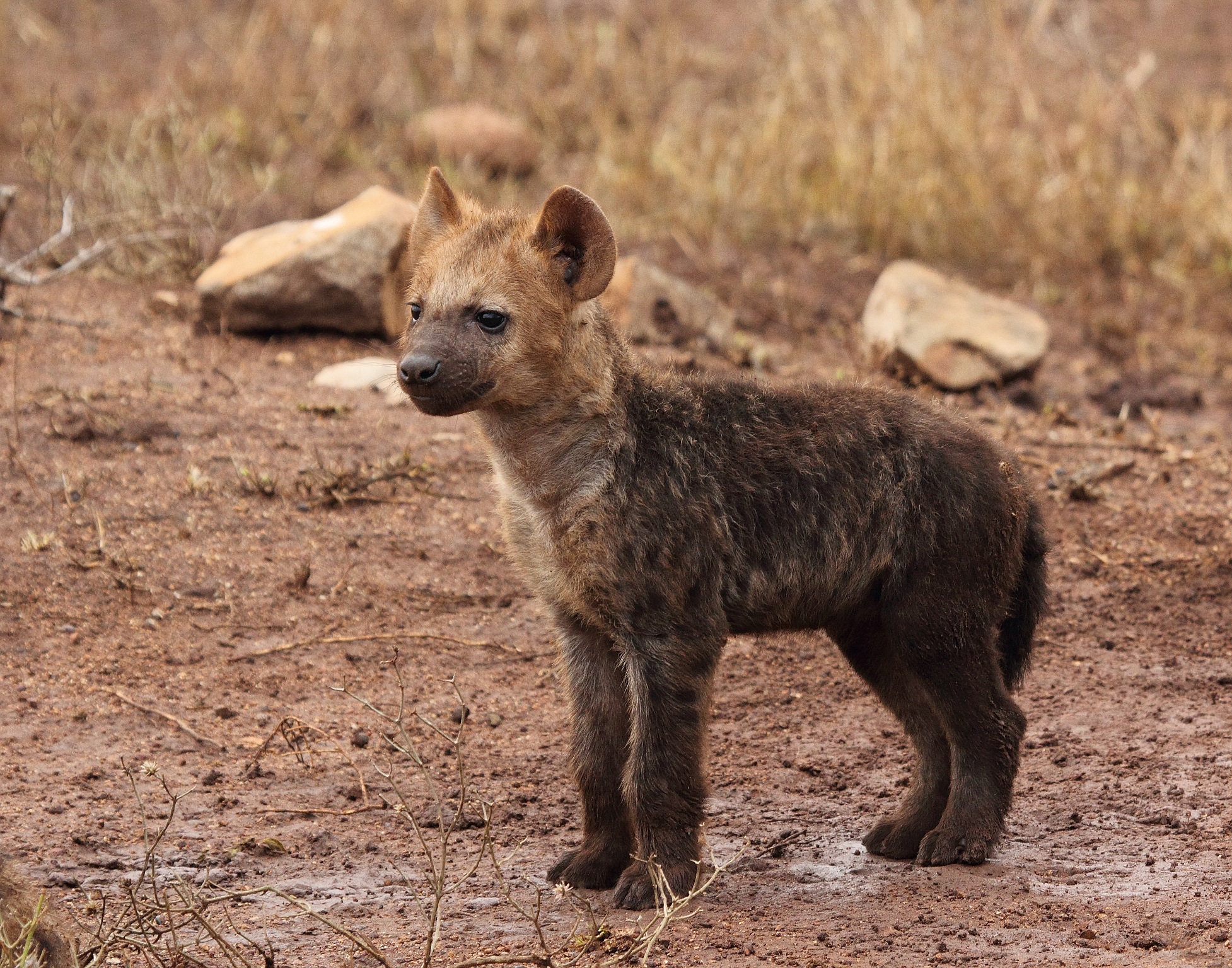 Hyena Cub Baby Animal Wildlife 1954x1536