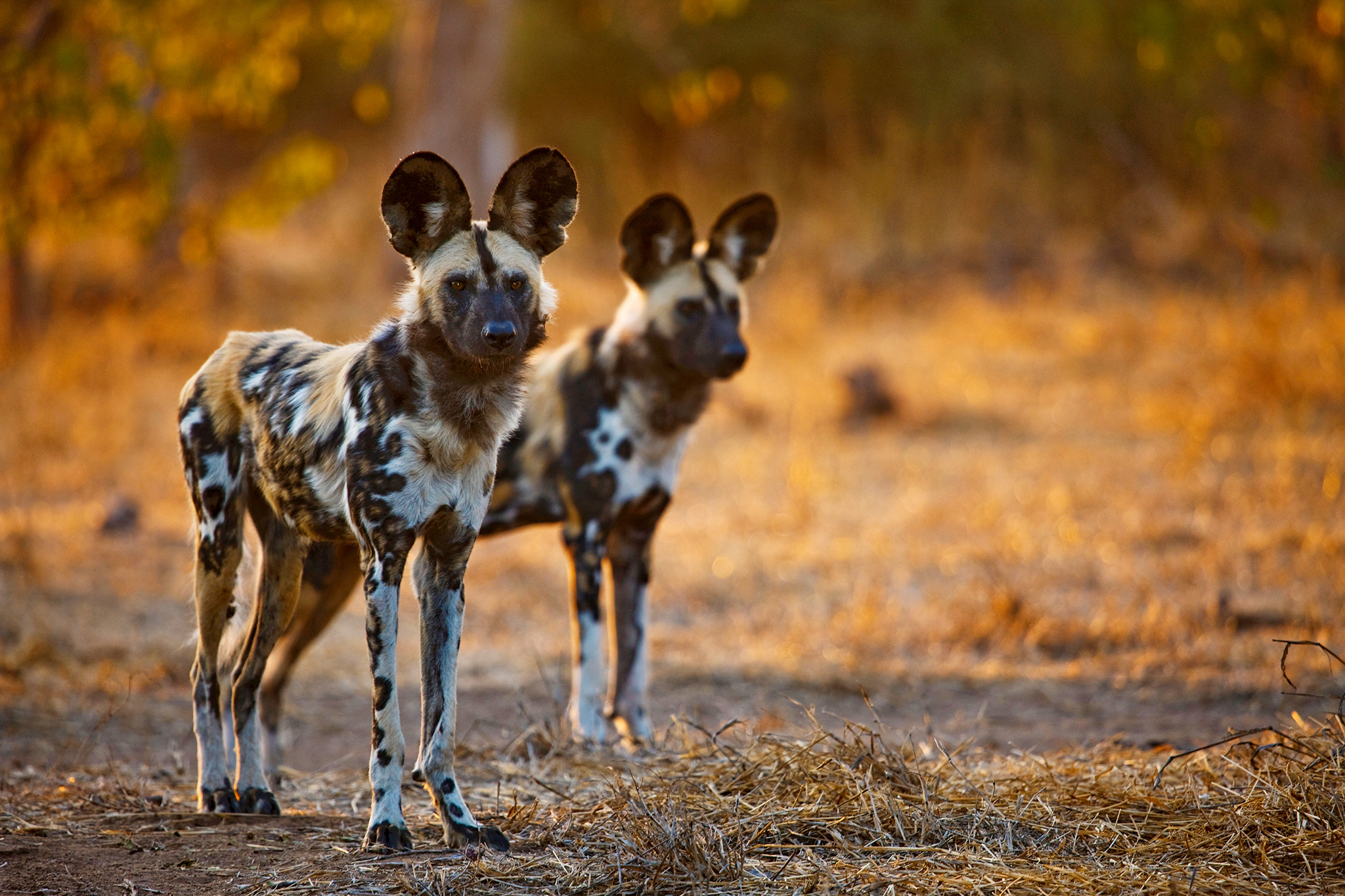 Wild Dog Wildlife Animal Africa 2048x1365