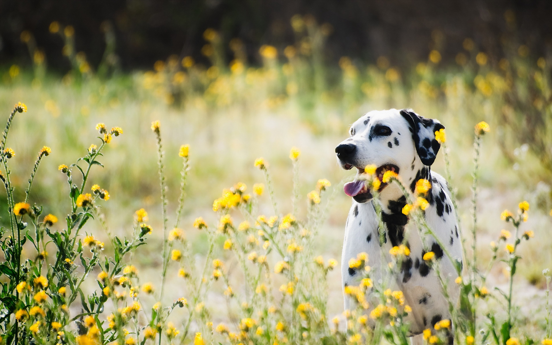 Bokeh Dalmatian Dog Flower Yellow Flower 1920x1200
