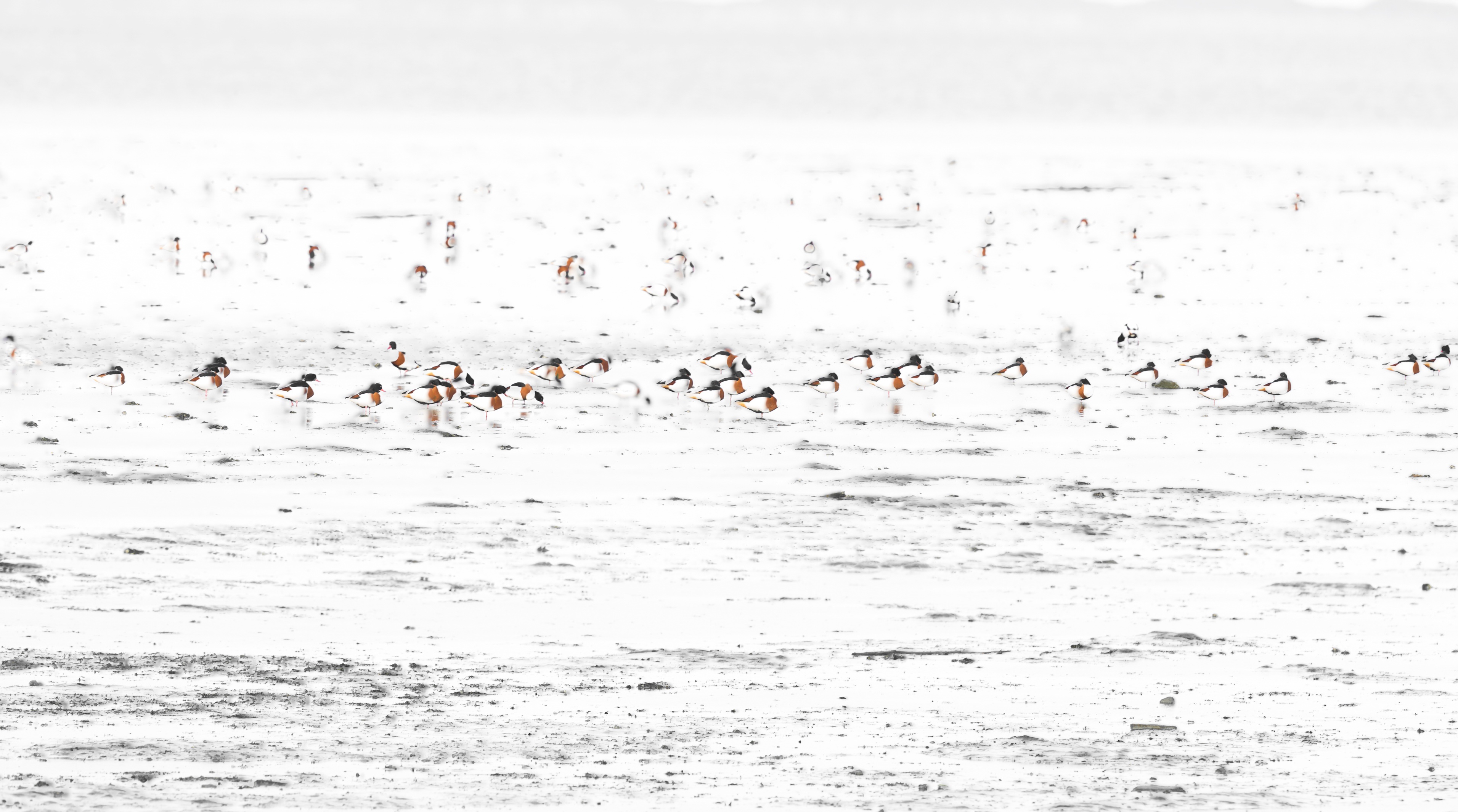 Bird Wildlife Flock Of Birds 3824x2131
