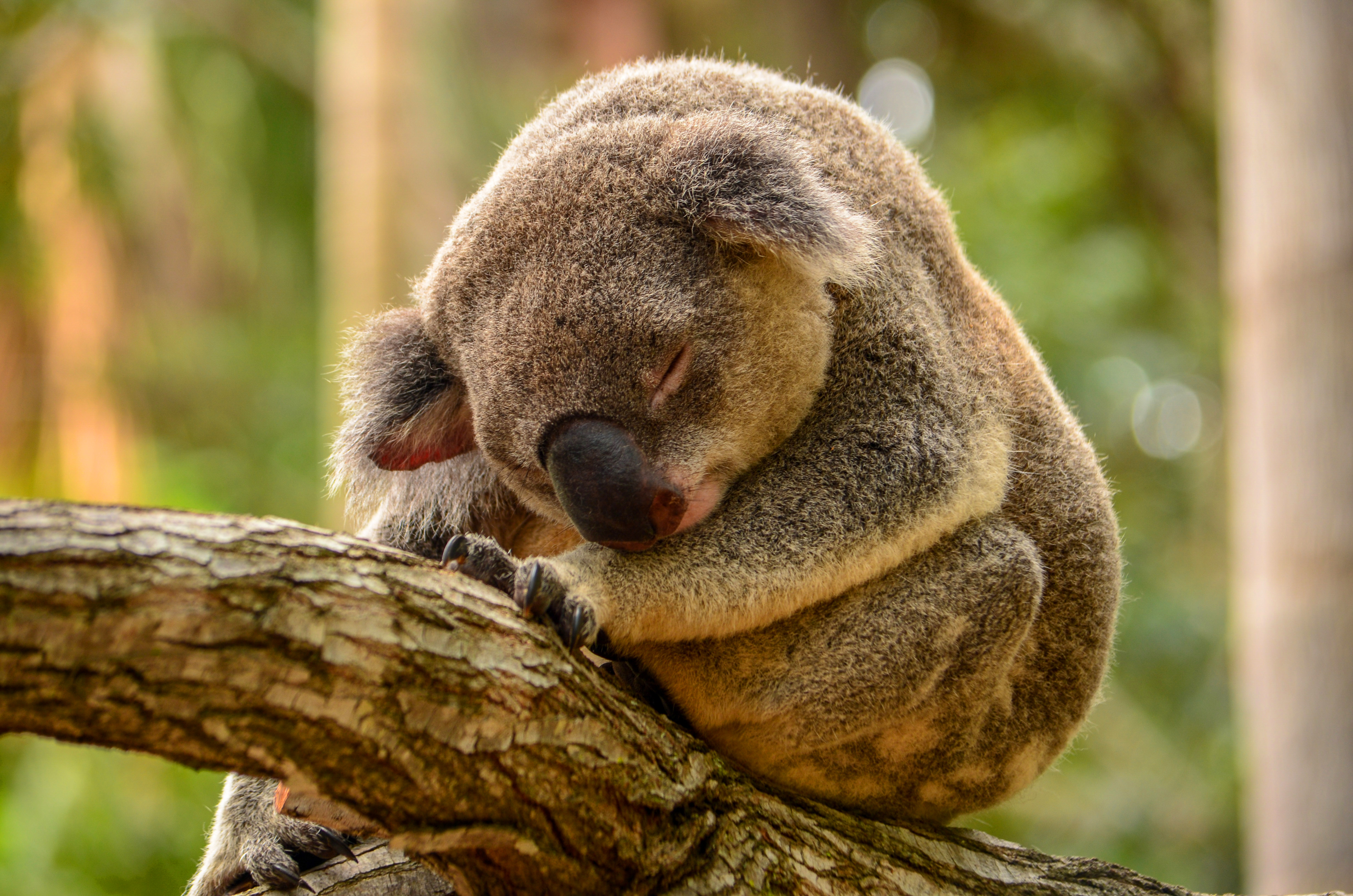 Bokeh Branch Koala Sleeping 4928x3264