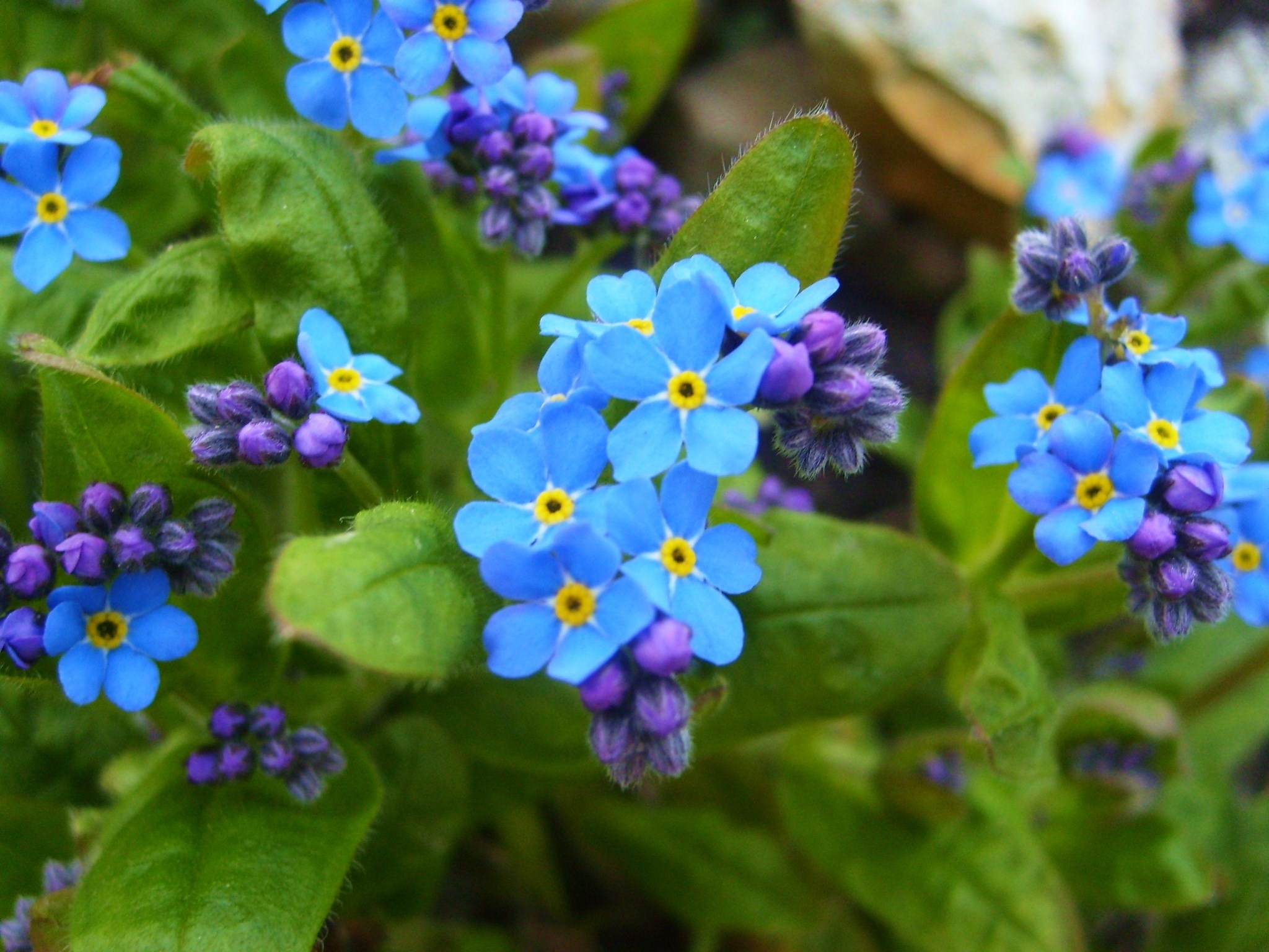 Blue Flower Earth Flower Forget Me Not 2048x1536
