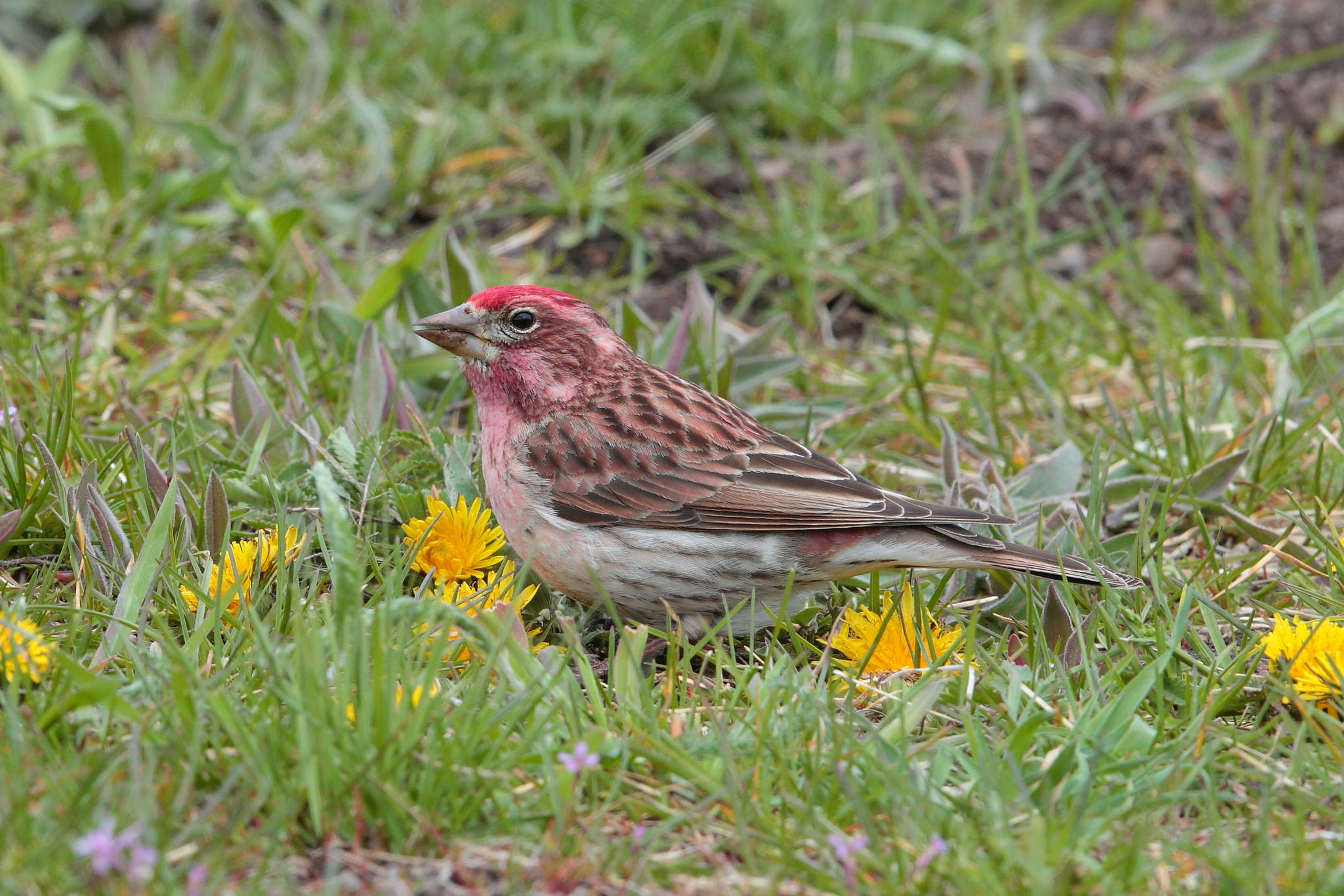 Animal Finch 2048x1365