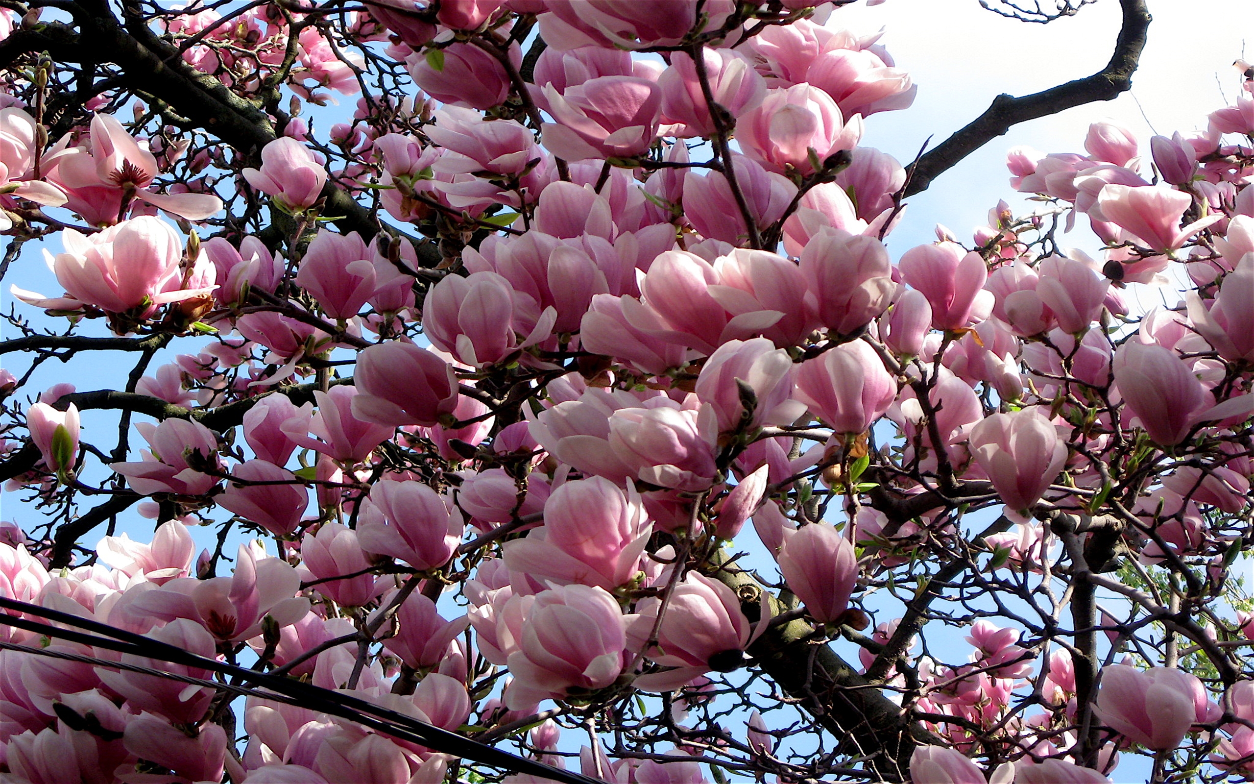 Earth Magnolia Branch Blossom Tree 2560x1600