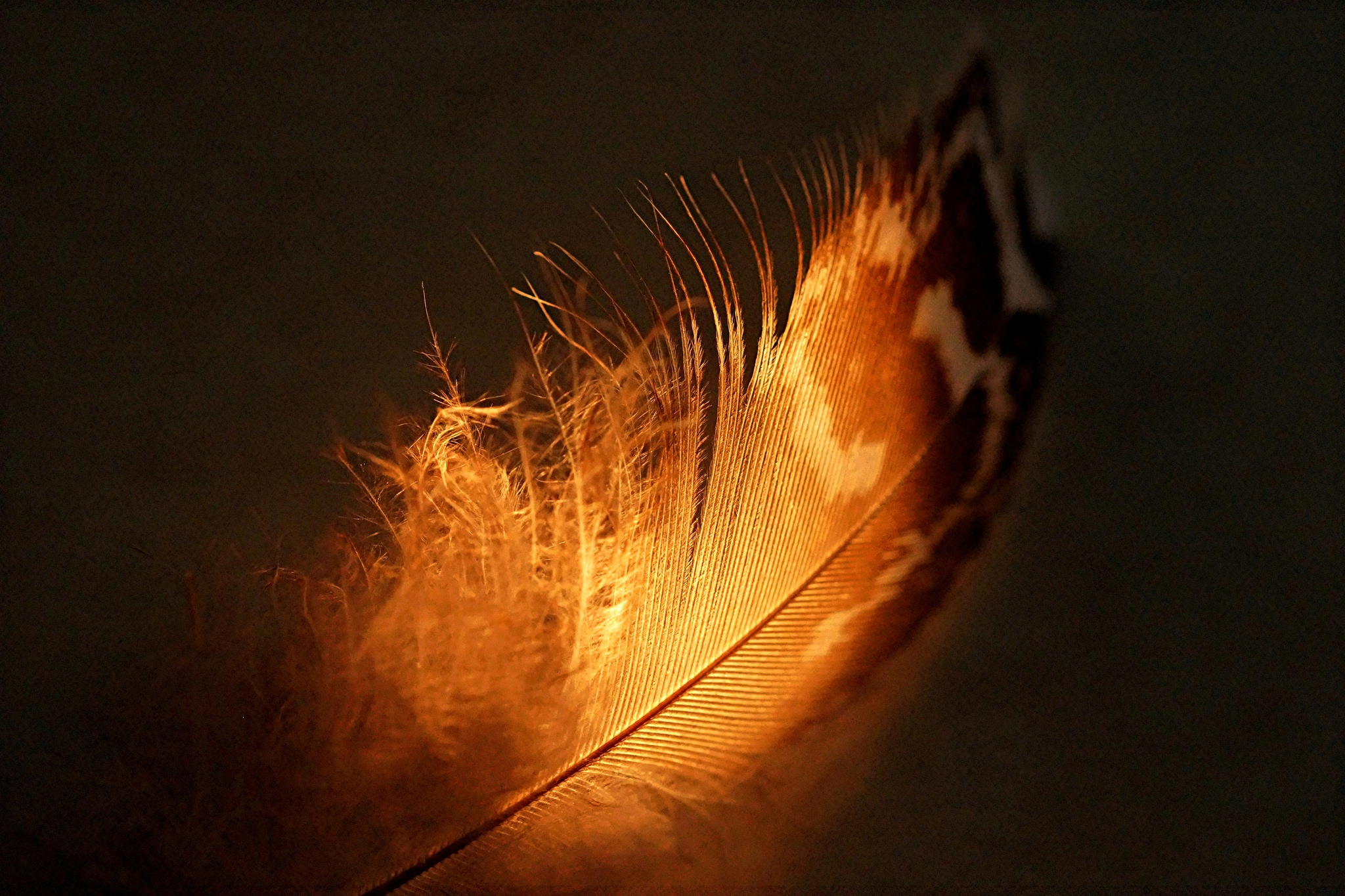 Feather 2048x1365