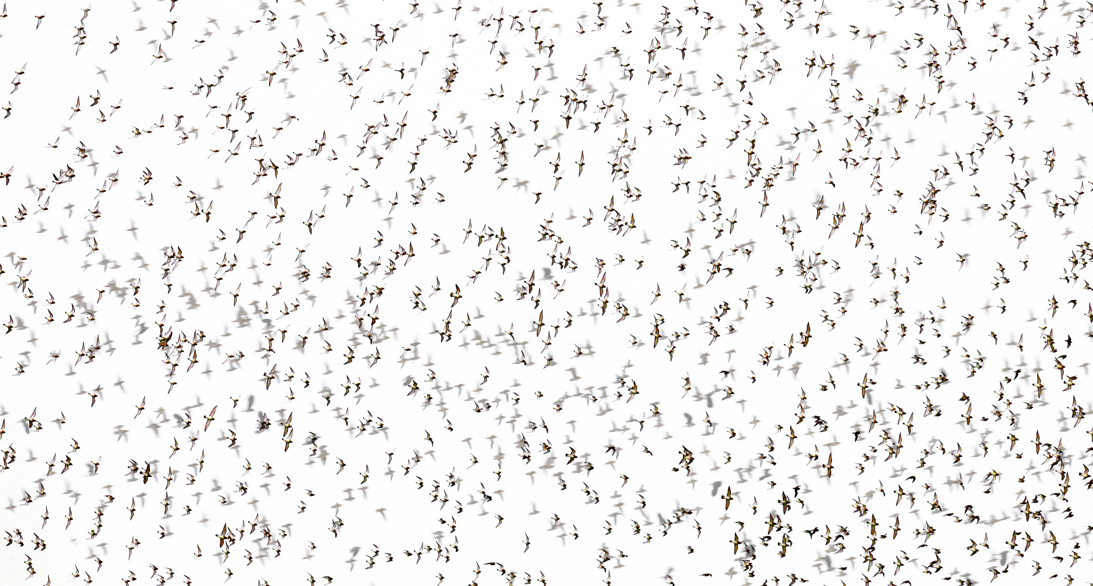 Bird Flock Of Birds 3838x2057