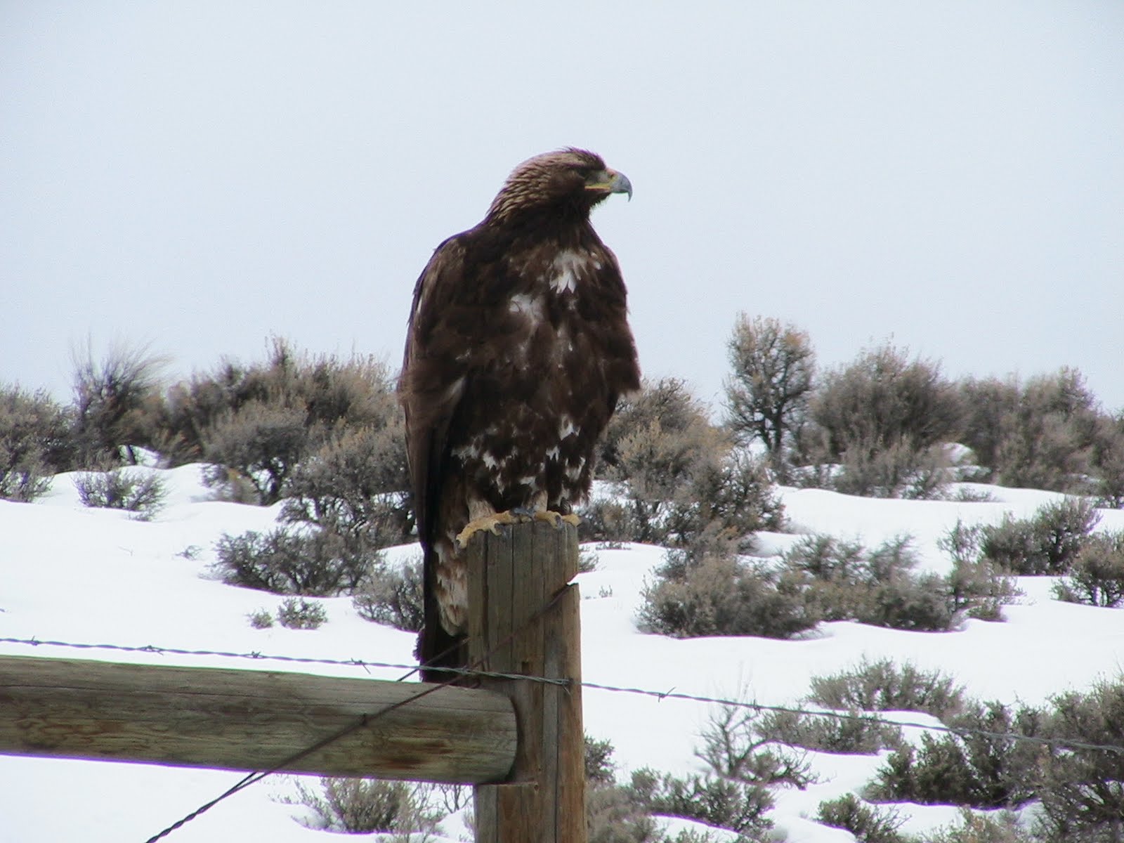 Animal Golden Eagle 1600x1200