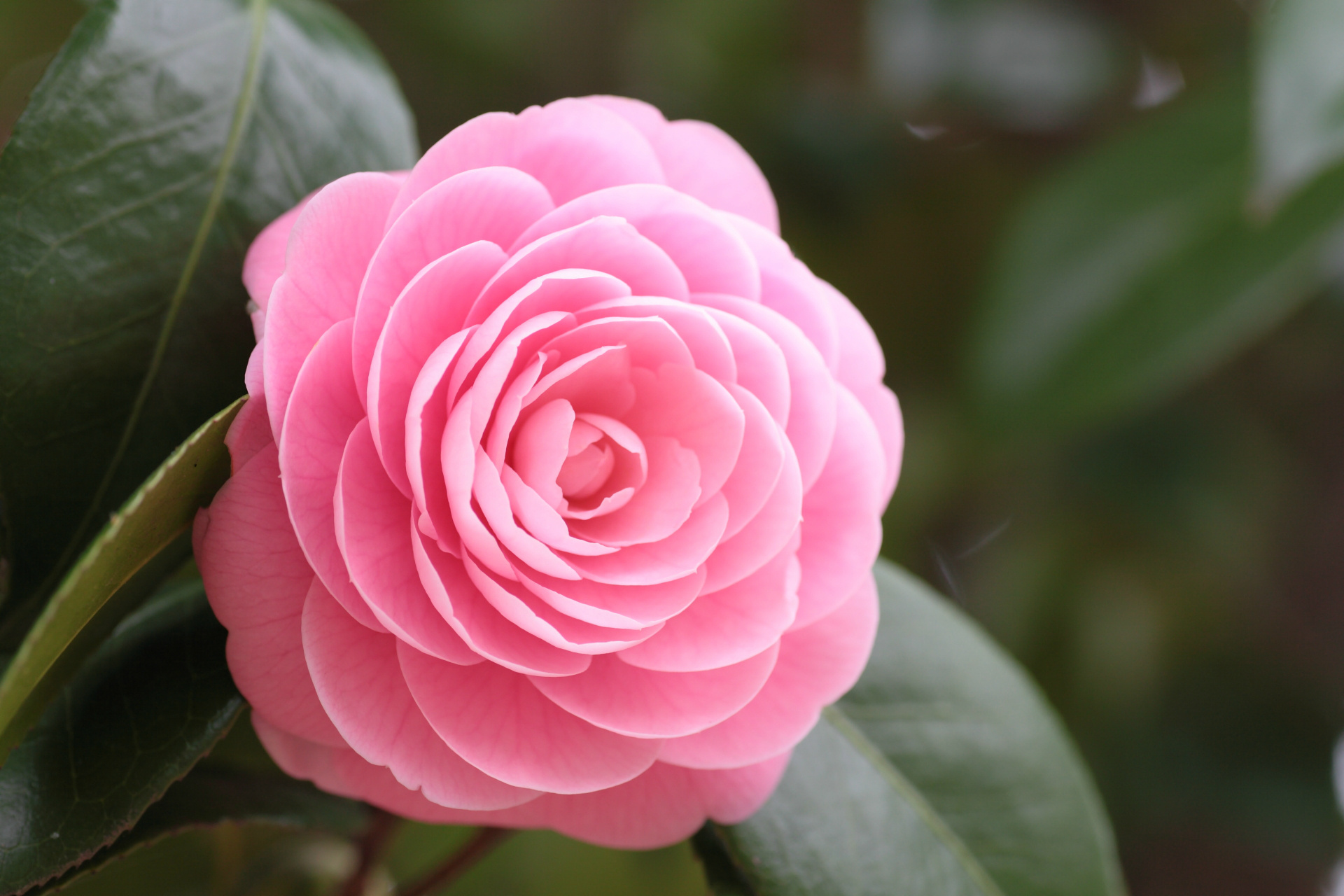 Camellia Flower Pink Flower 1920x1280