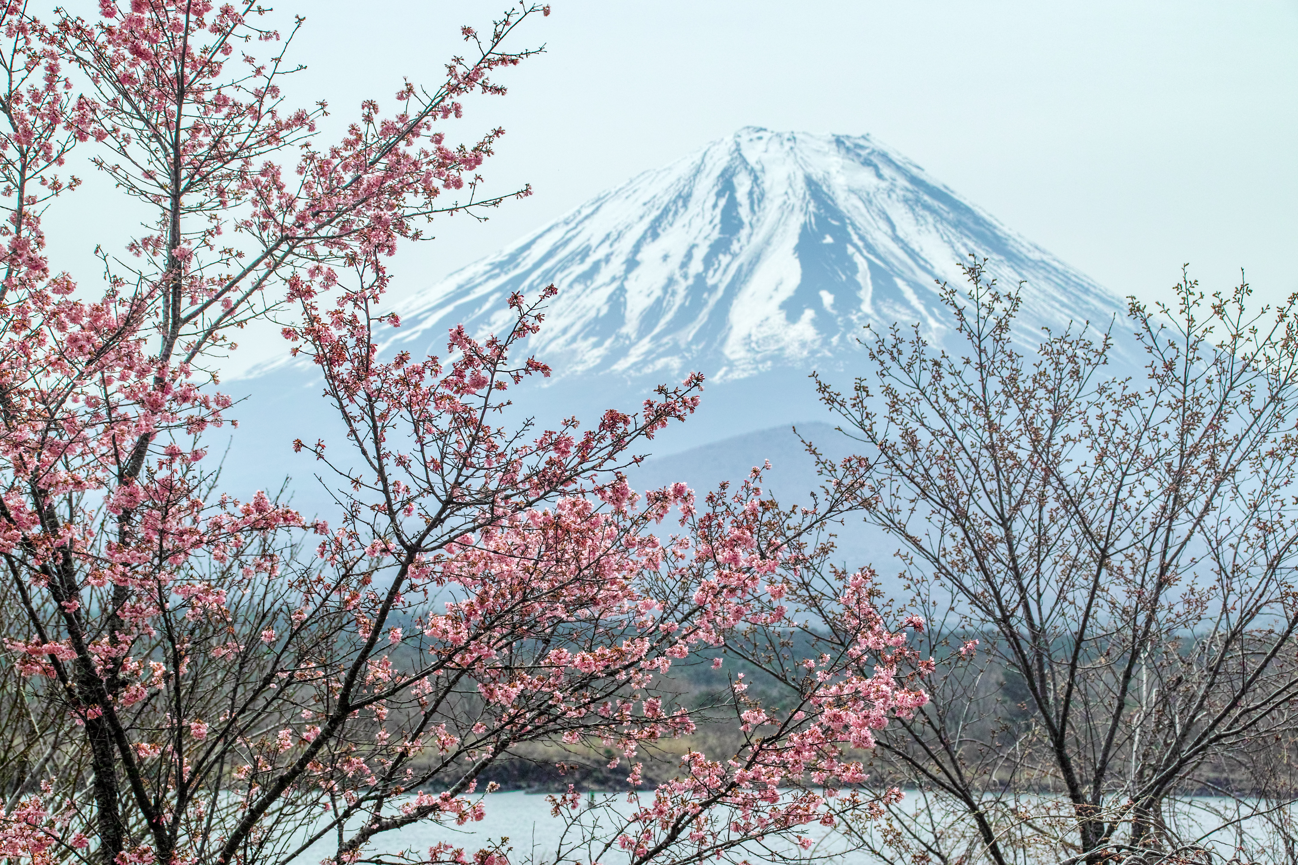 Mount Fuji Spring Branch Blossom Sakura Pink 4306x2871