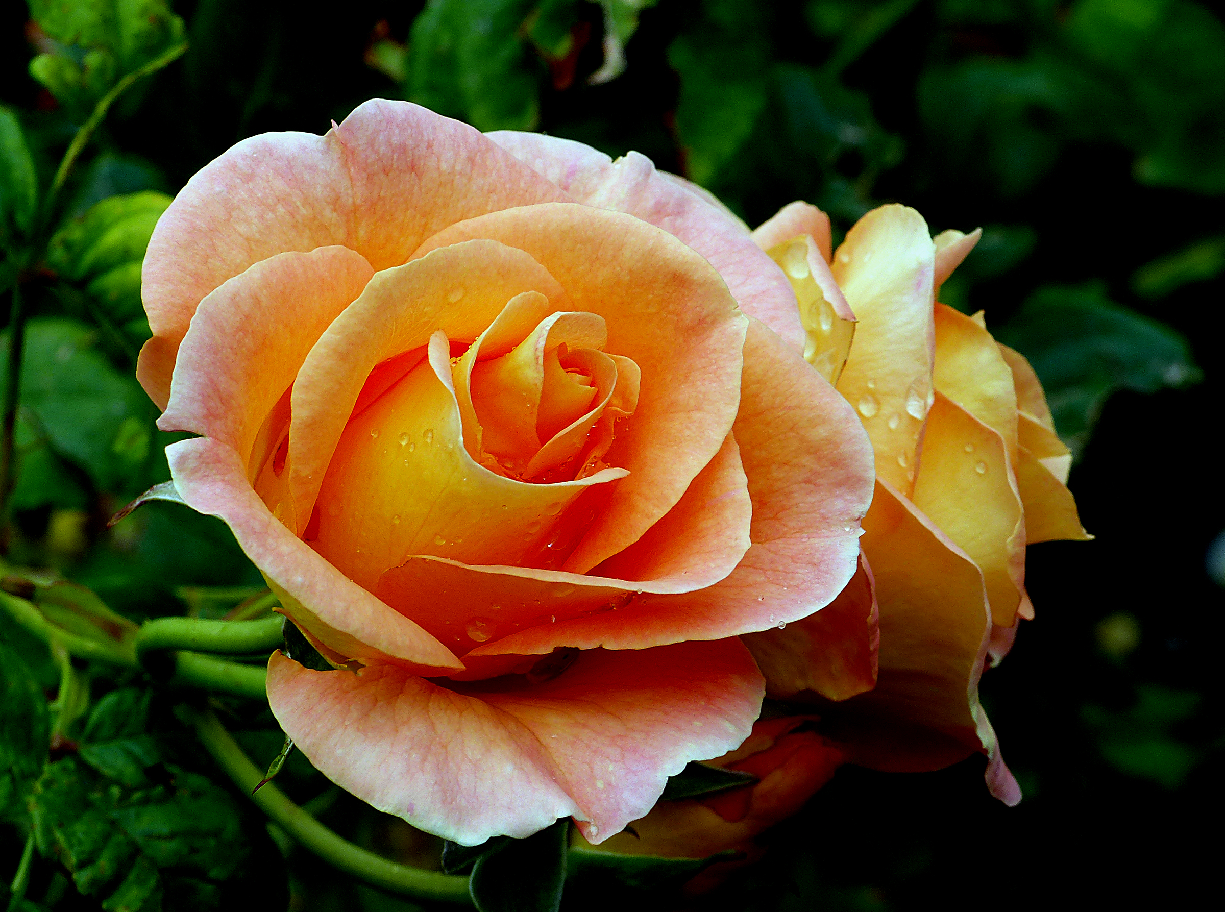 Earth Flower Peach Flower Rose 2400x1787