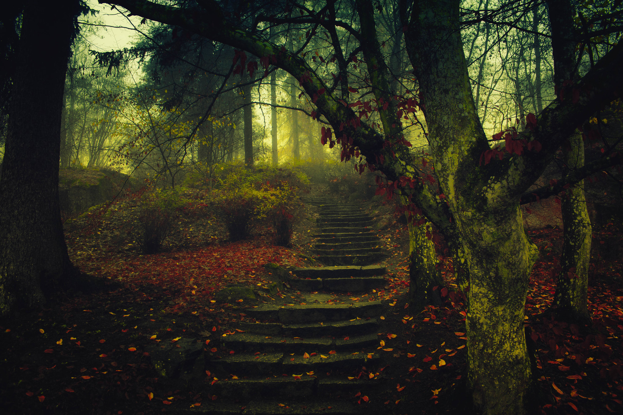 Forest Trees Landscape Nature Mist Fall Steps Leaves Photography 2048x1365