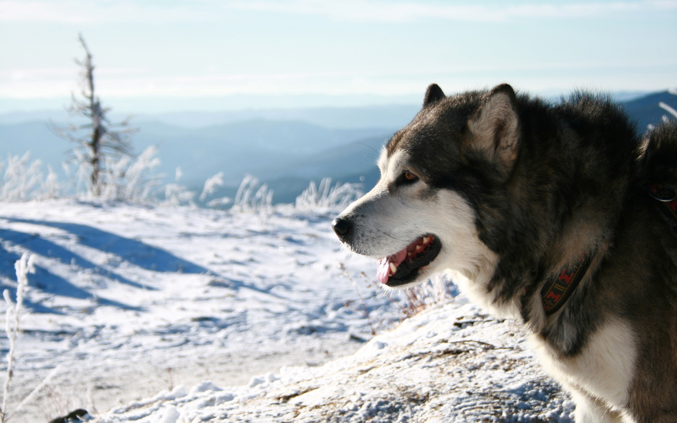 Alaskan Malamute Dog 2560x1600