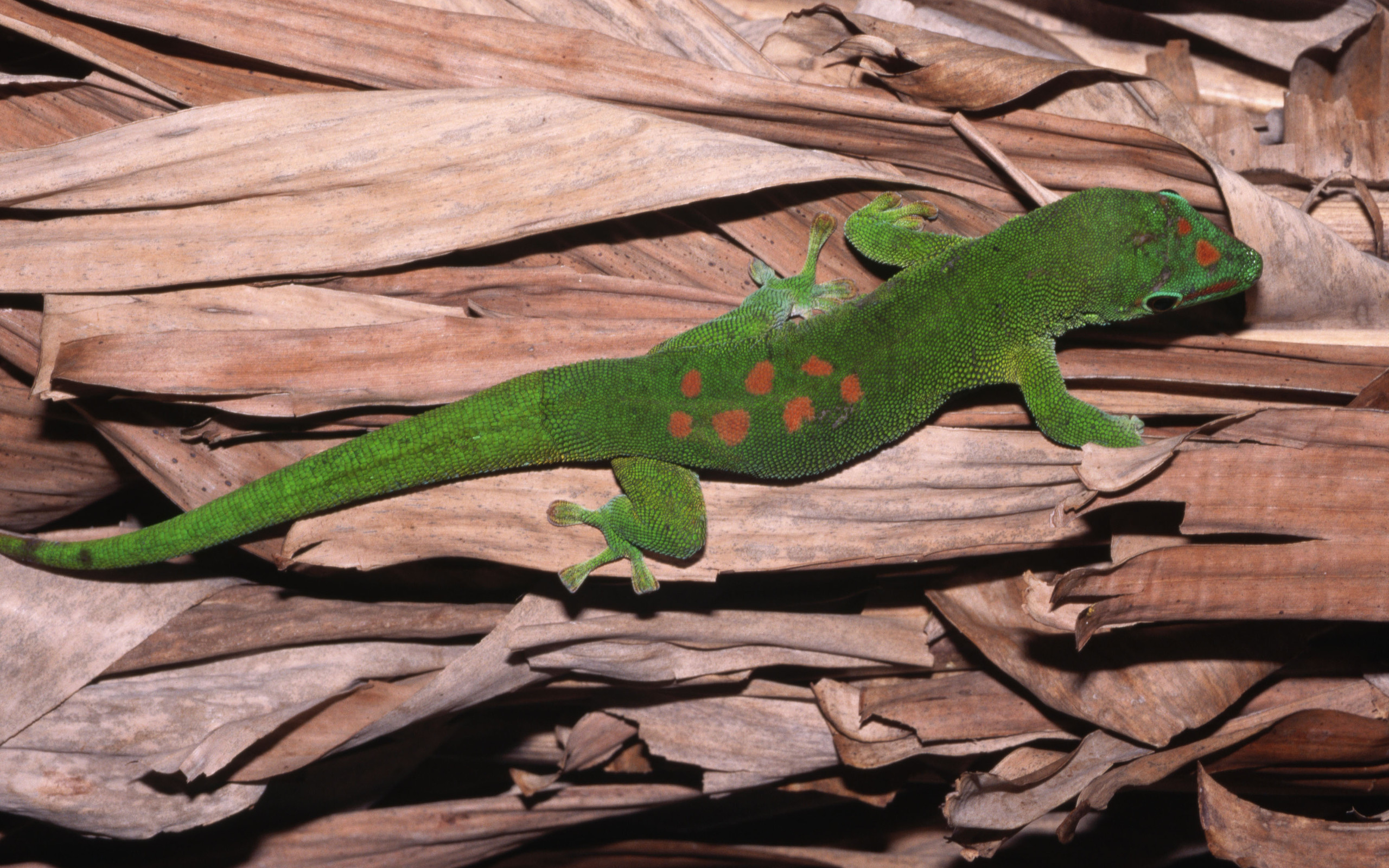 Animal Gecko 2560x1600