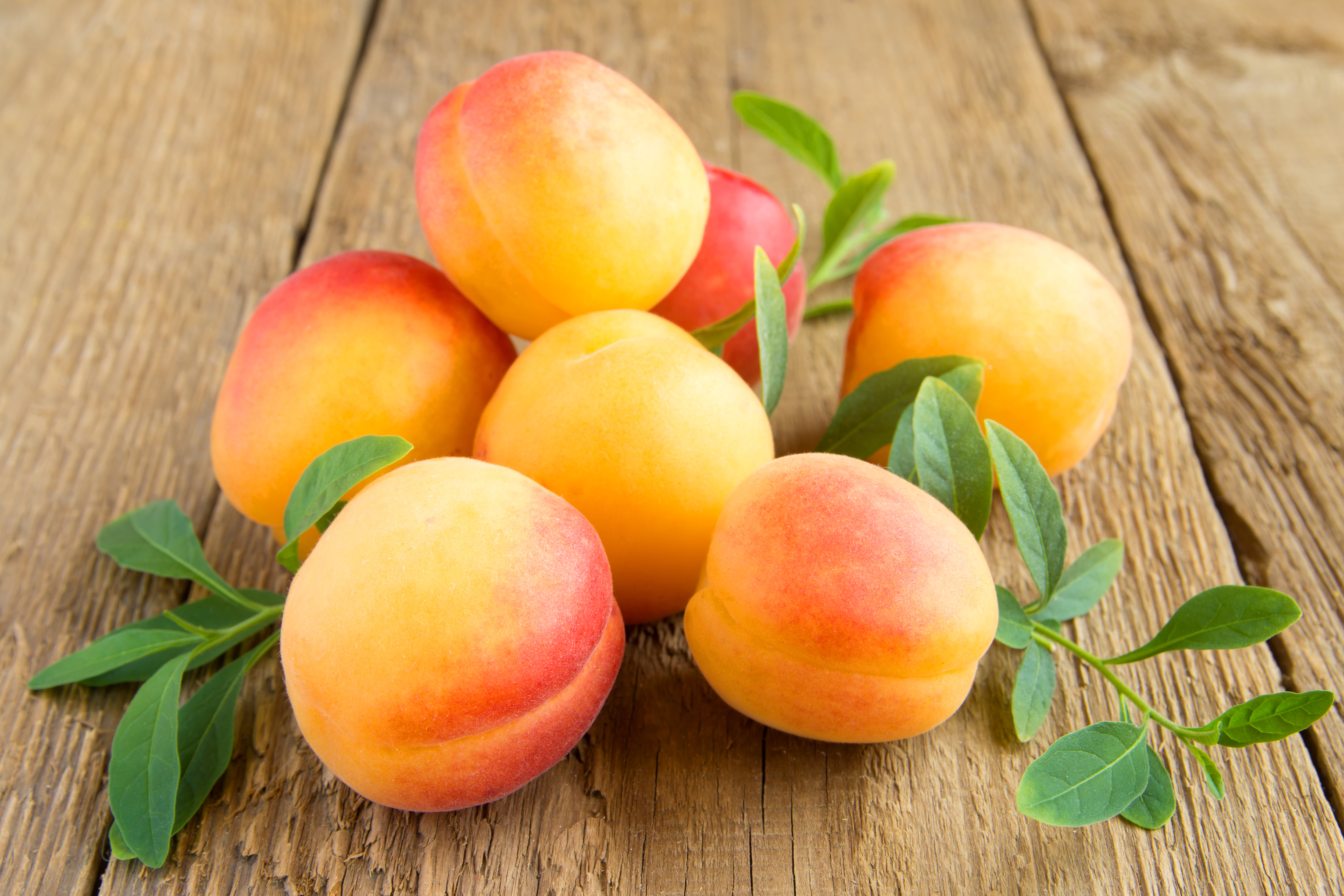 Apricot Fruit 5000x3333