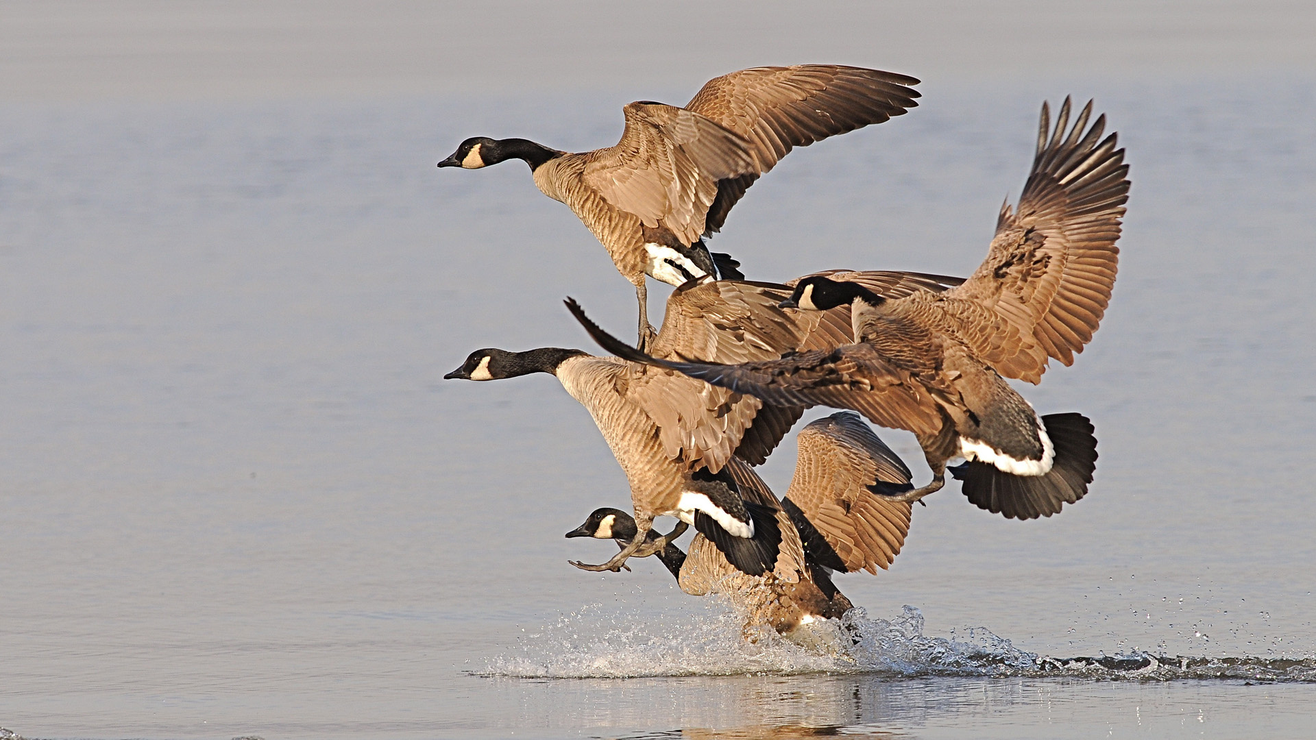 Animal Goose 1920x1080