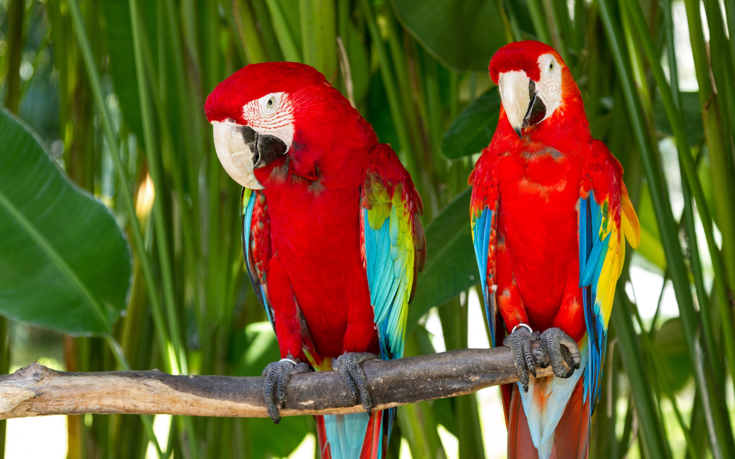 Animal Macaw 2560x1600