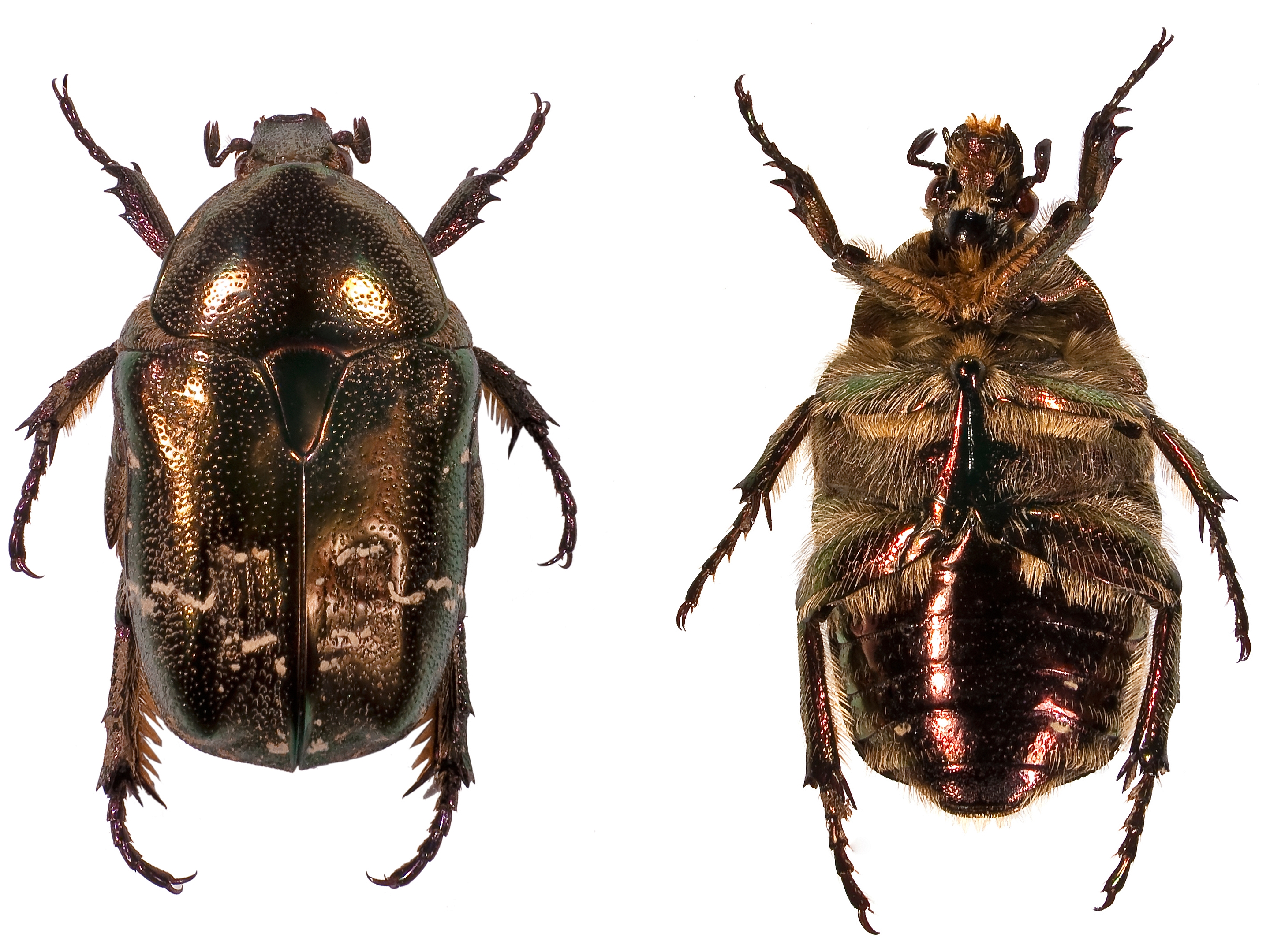 Animal Beetle 2880x2160