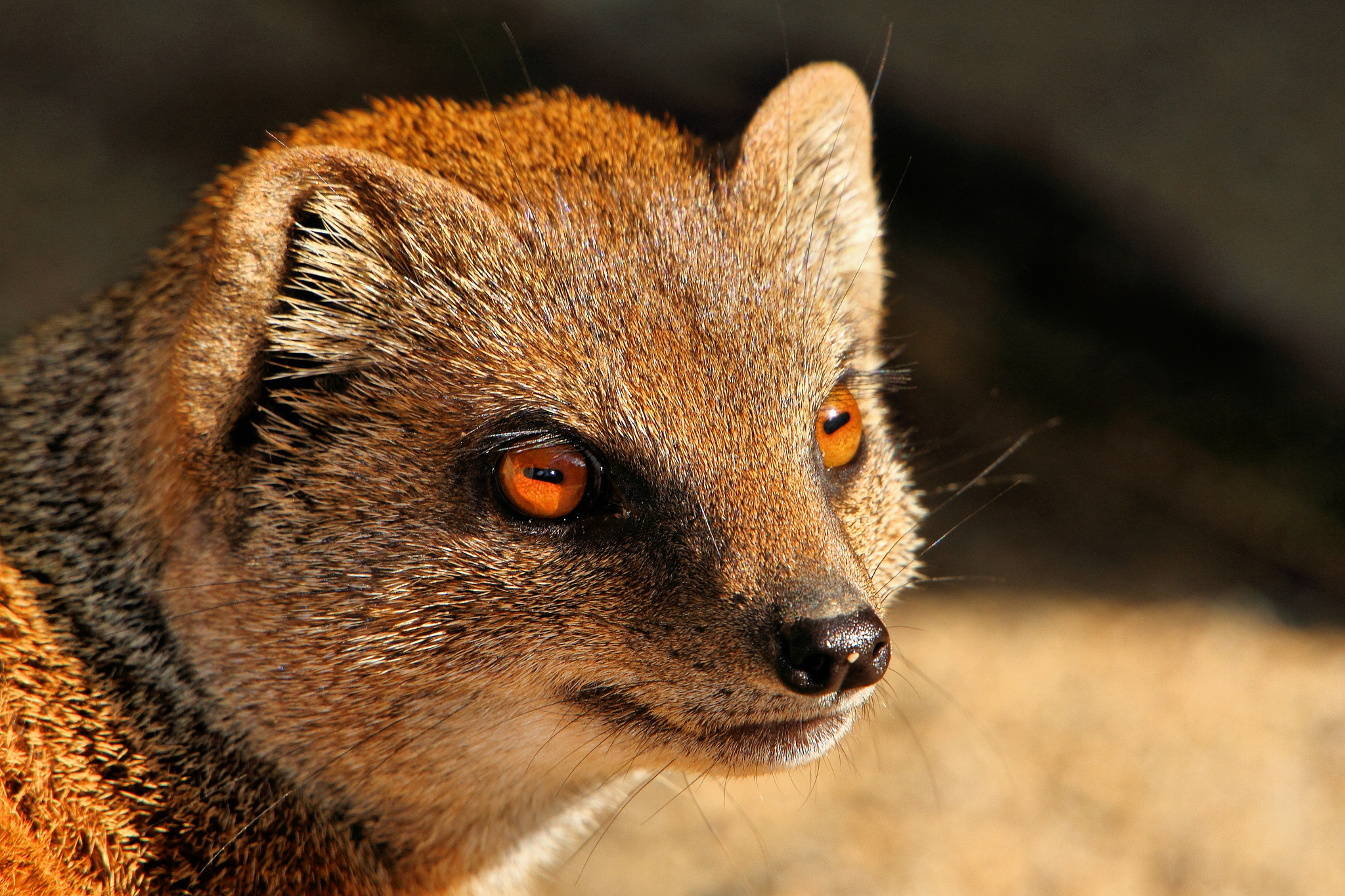 Mongoose 2048x1365