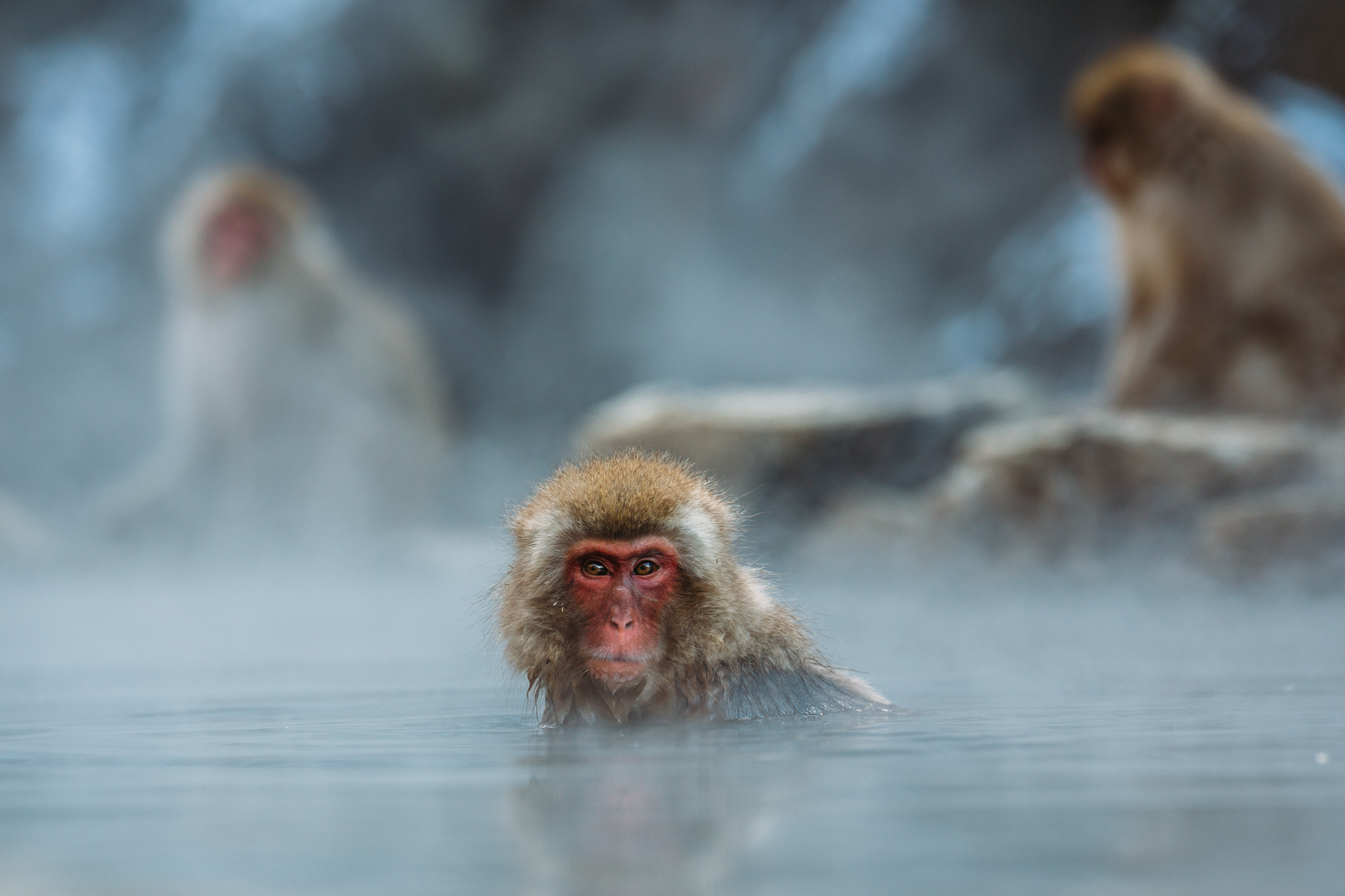 Japanese Macaque Monkey 2999x1999