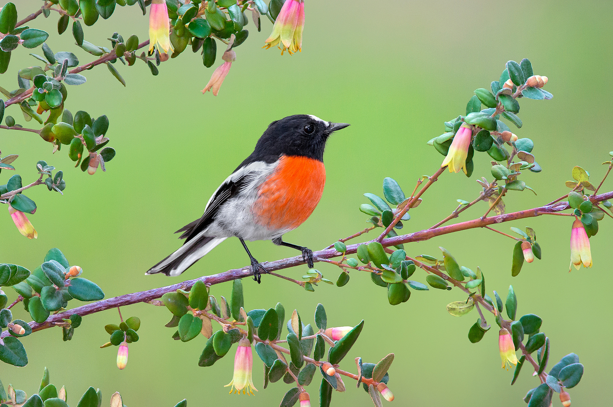 Robin Bird Branch 2048x1359