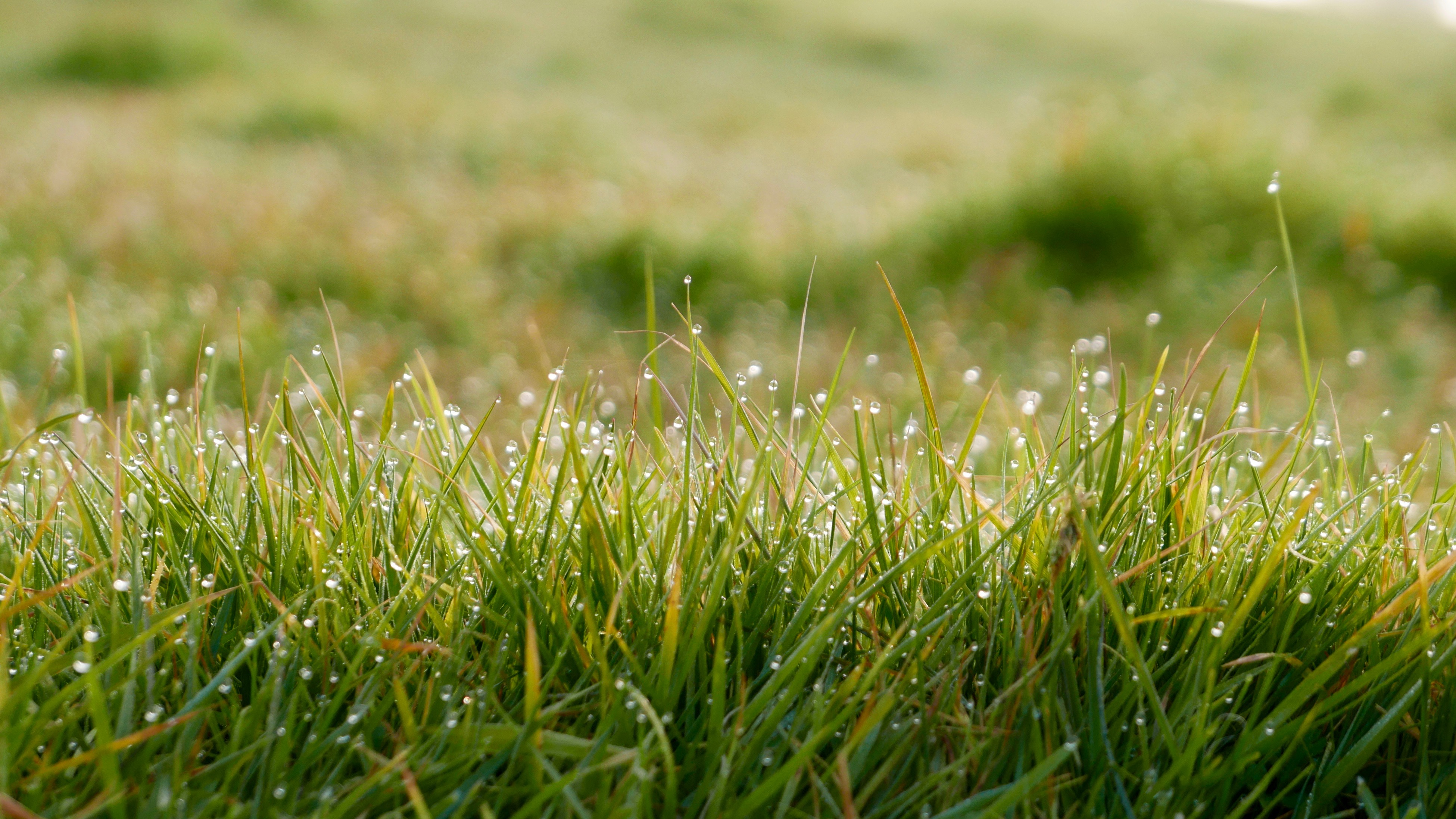 Grass Nature Blur Close Up Dew Drop 3901x2194