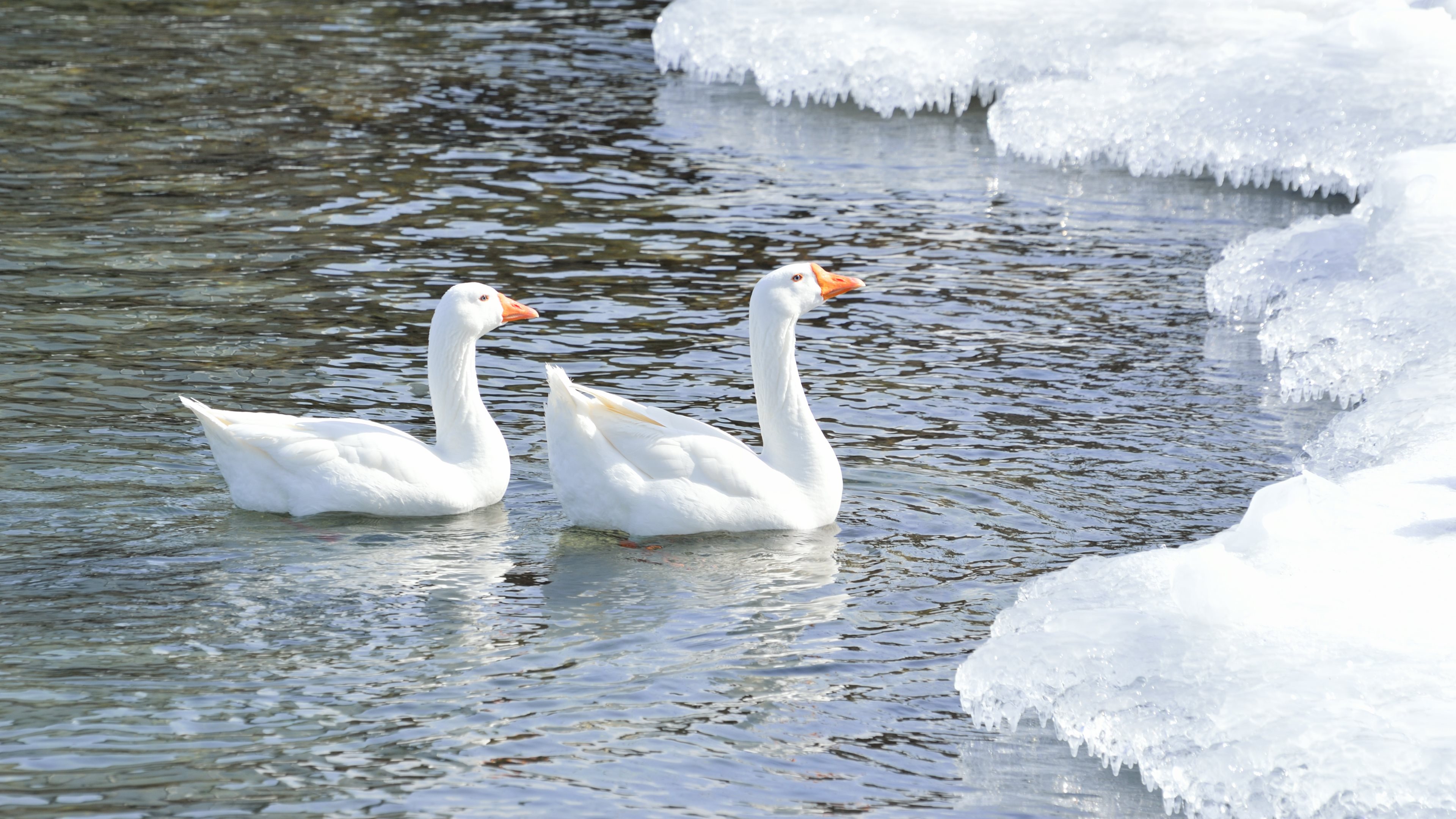 Bird Goose Ice Lake Snow Goose 3840x2160