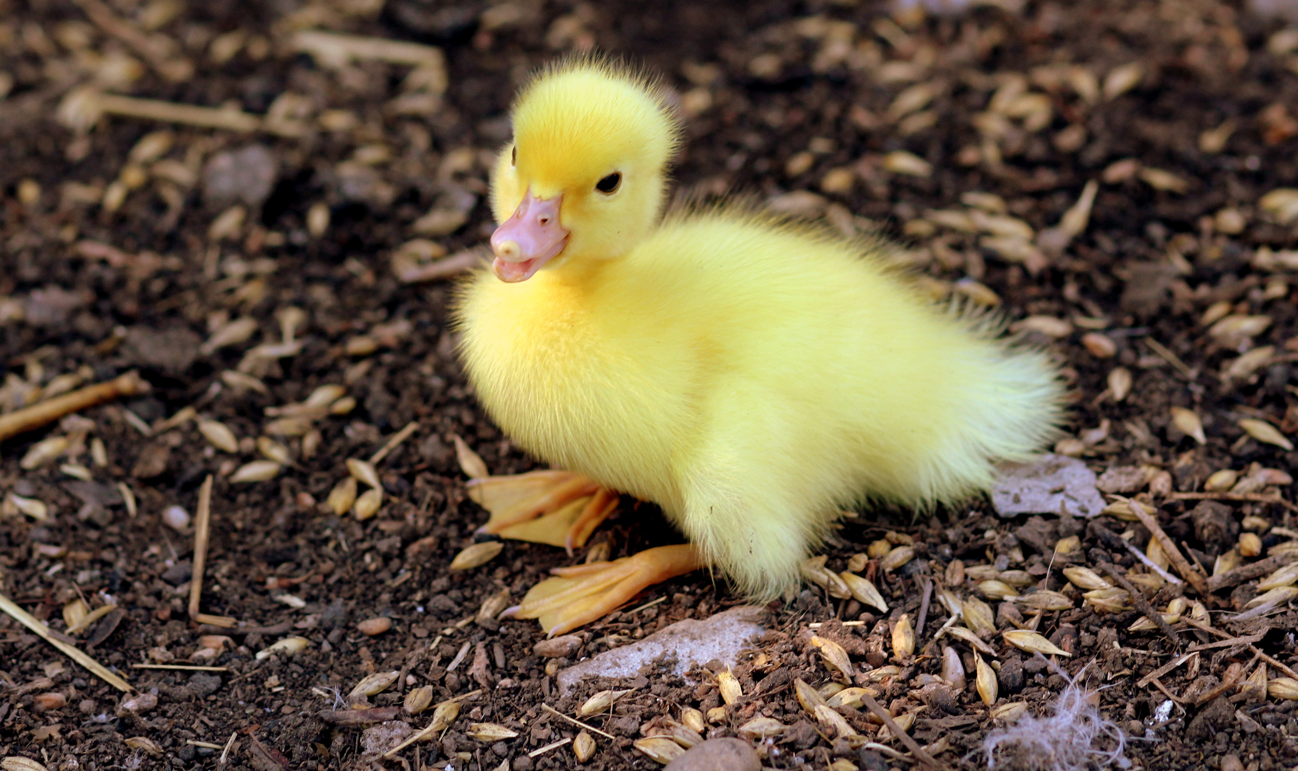 Duckling Duck Baby Animal Bird 4220x2506