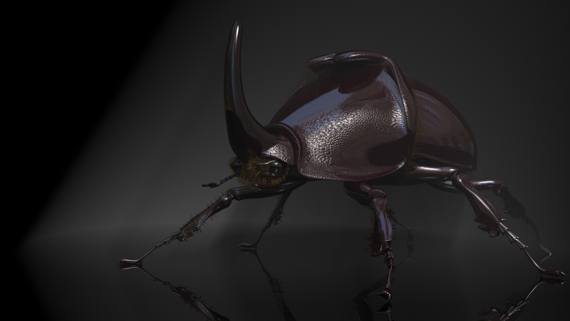 3d Beetle Bug Insect 1920x1080