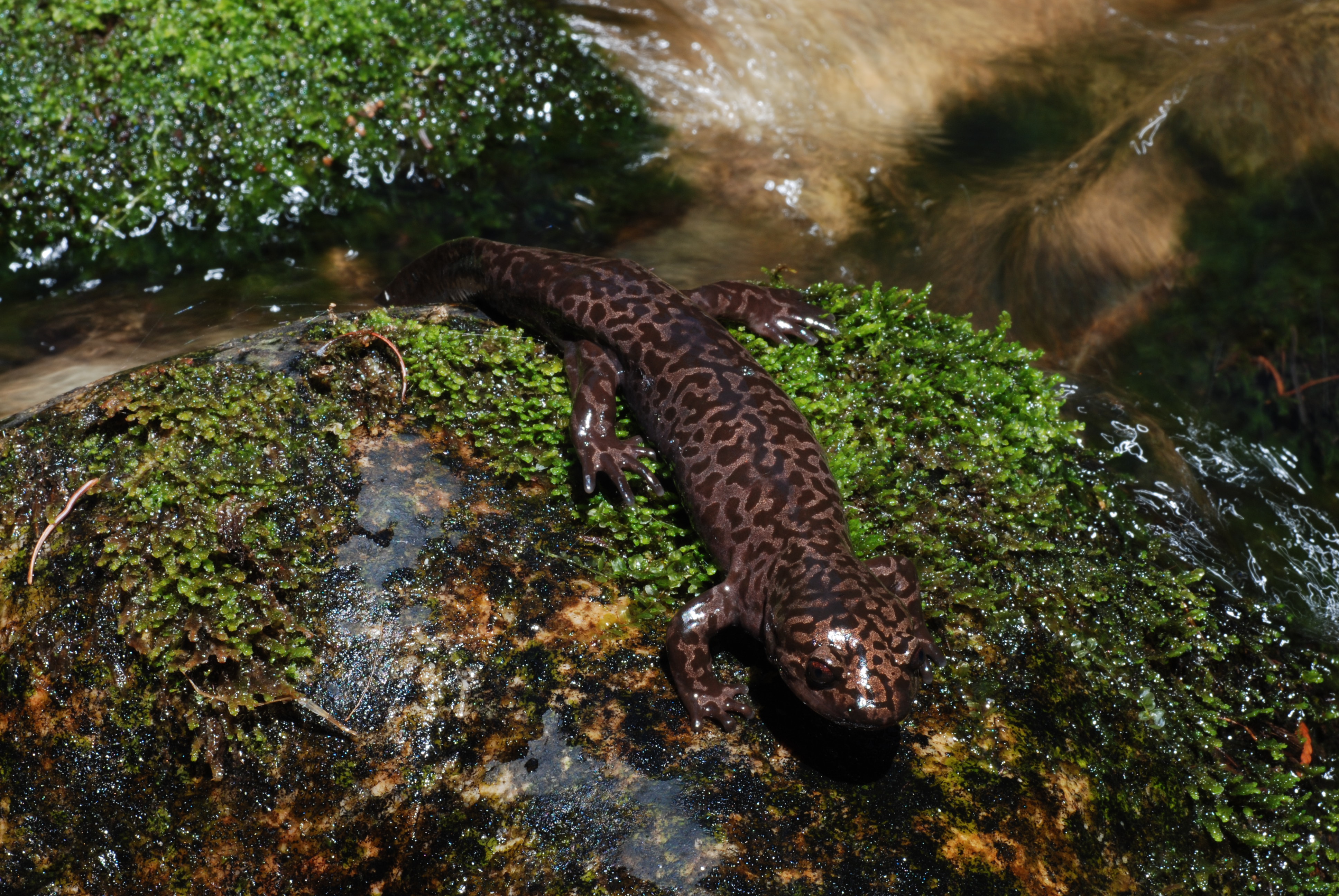 Animal Salamander 3872x2592