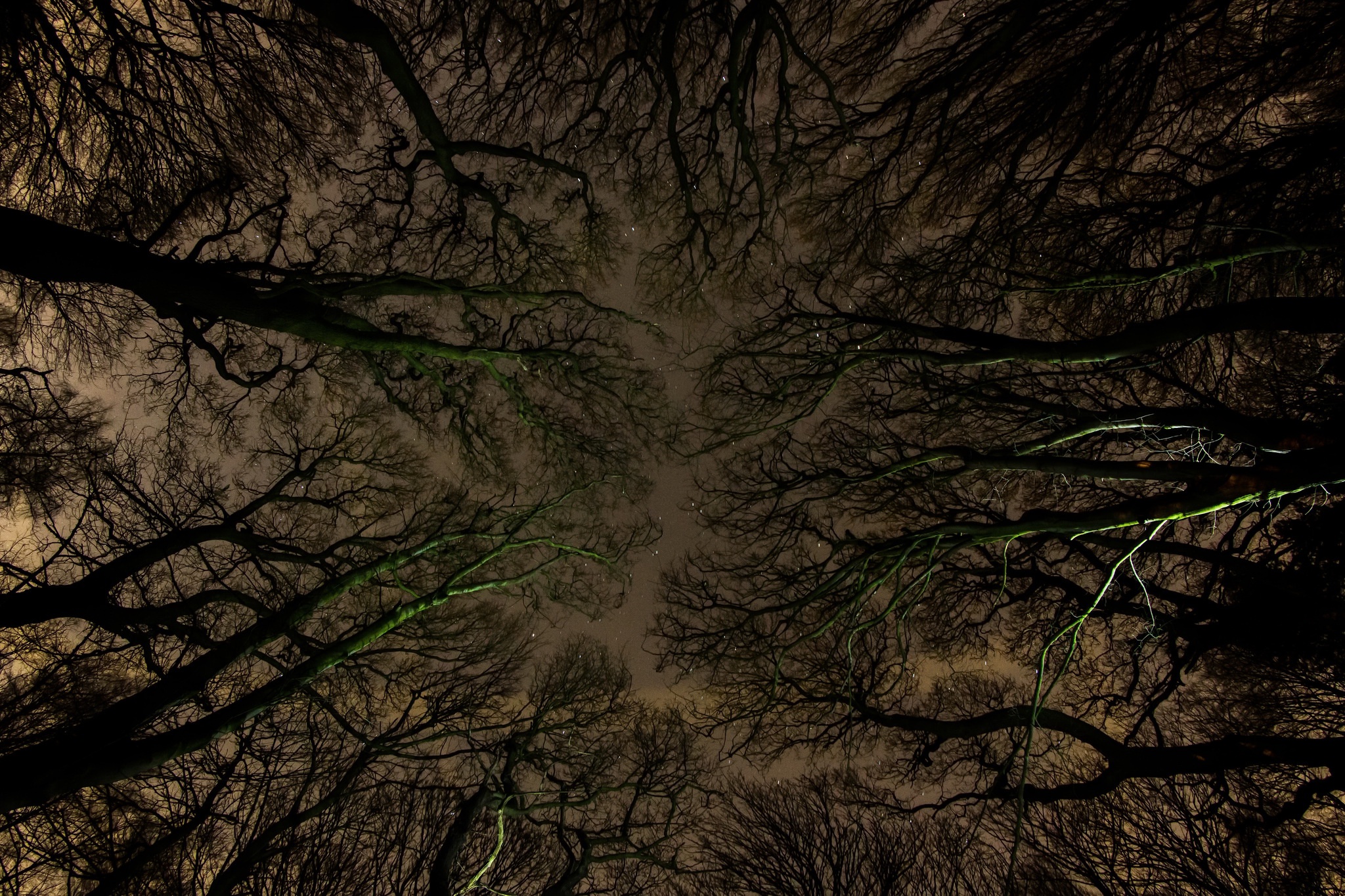 Night Nature Tree Treetops 2048x1365