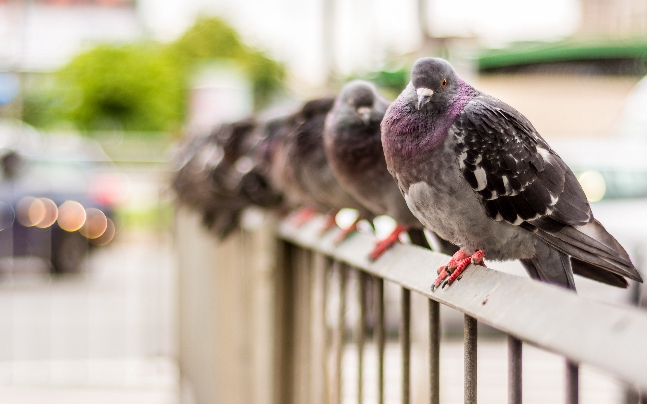 Animal Pigeon 2560x1600