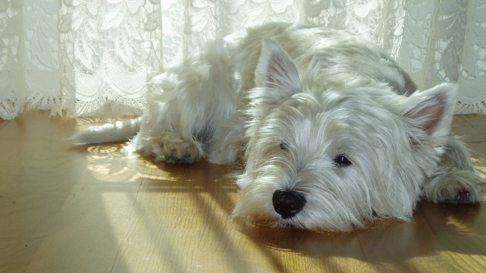 Dog Puppy Cute Terrier Lying Down Pet West Highland White Terrier 1920x1080