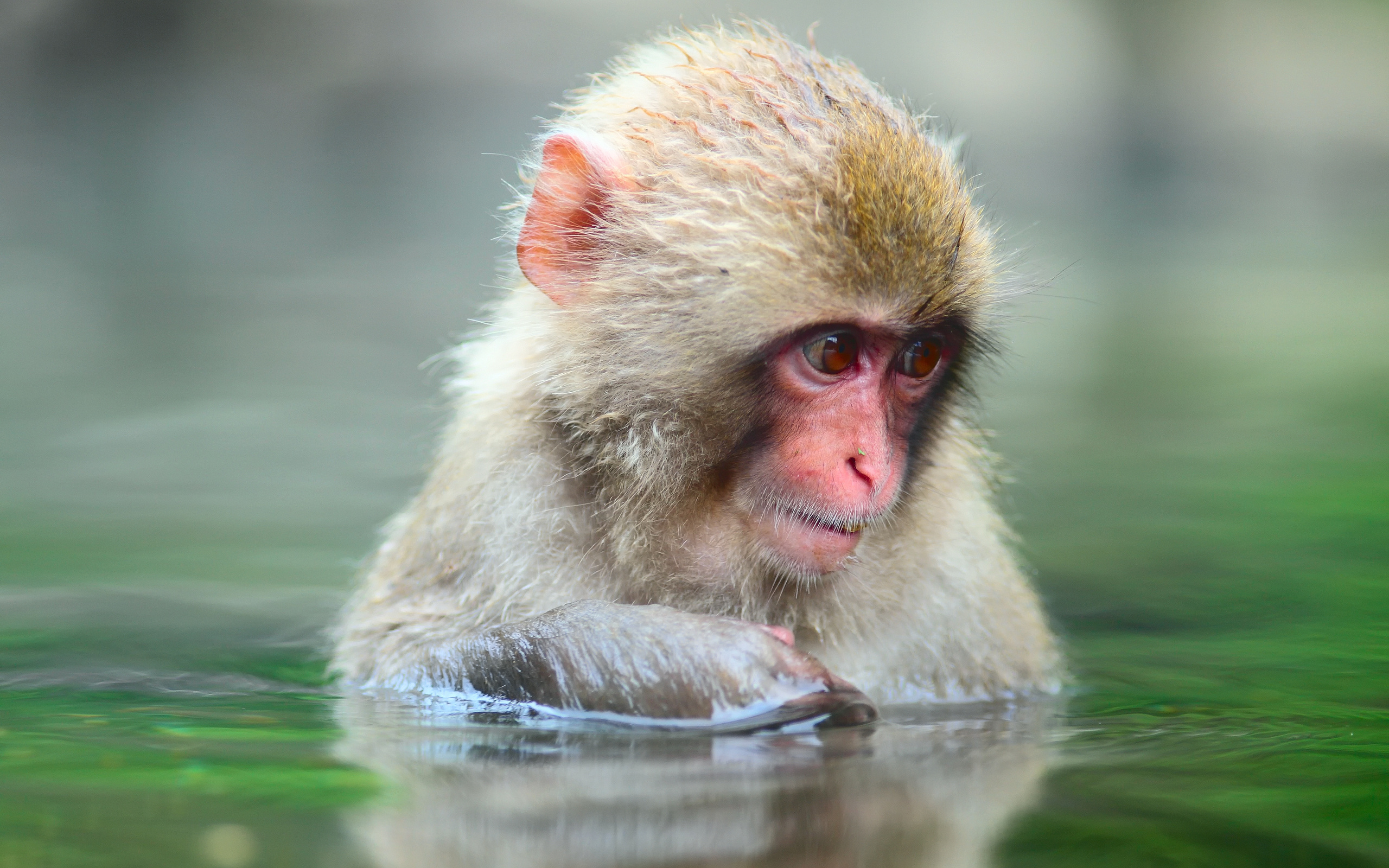 Monkey Primate Wildlife 2560x1600