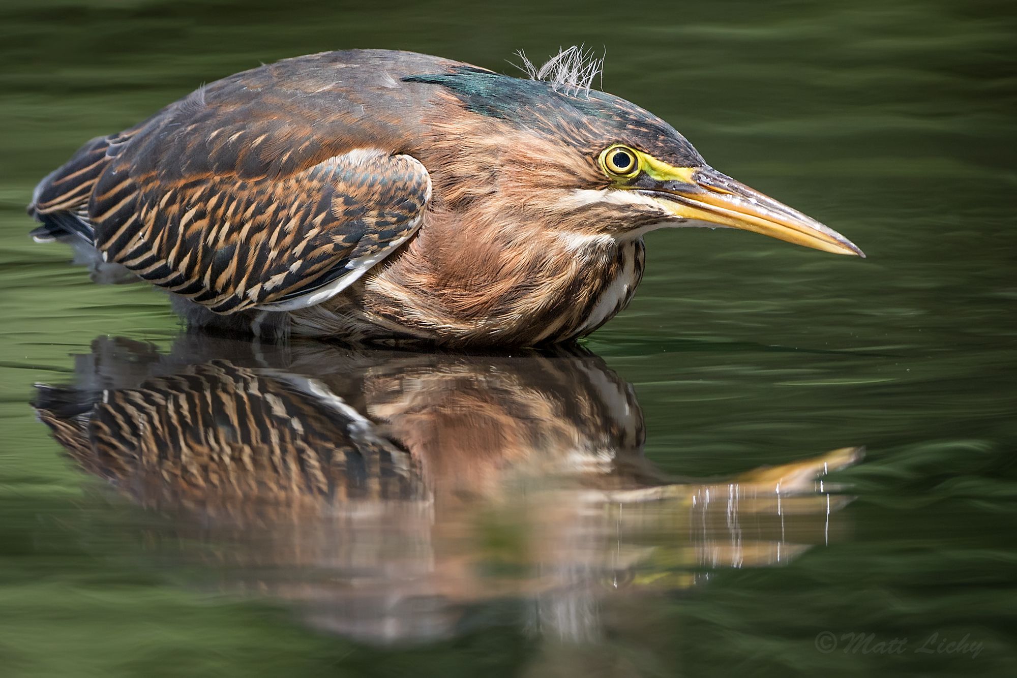 Animal Green Heron 2000x1334