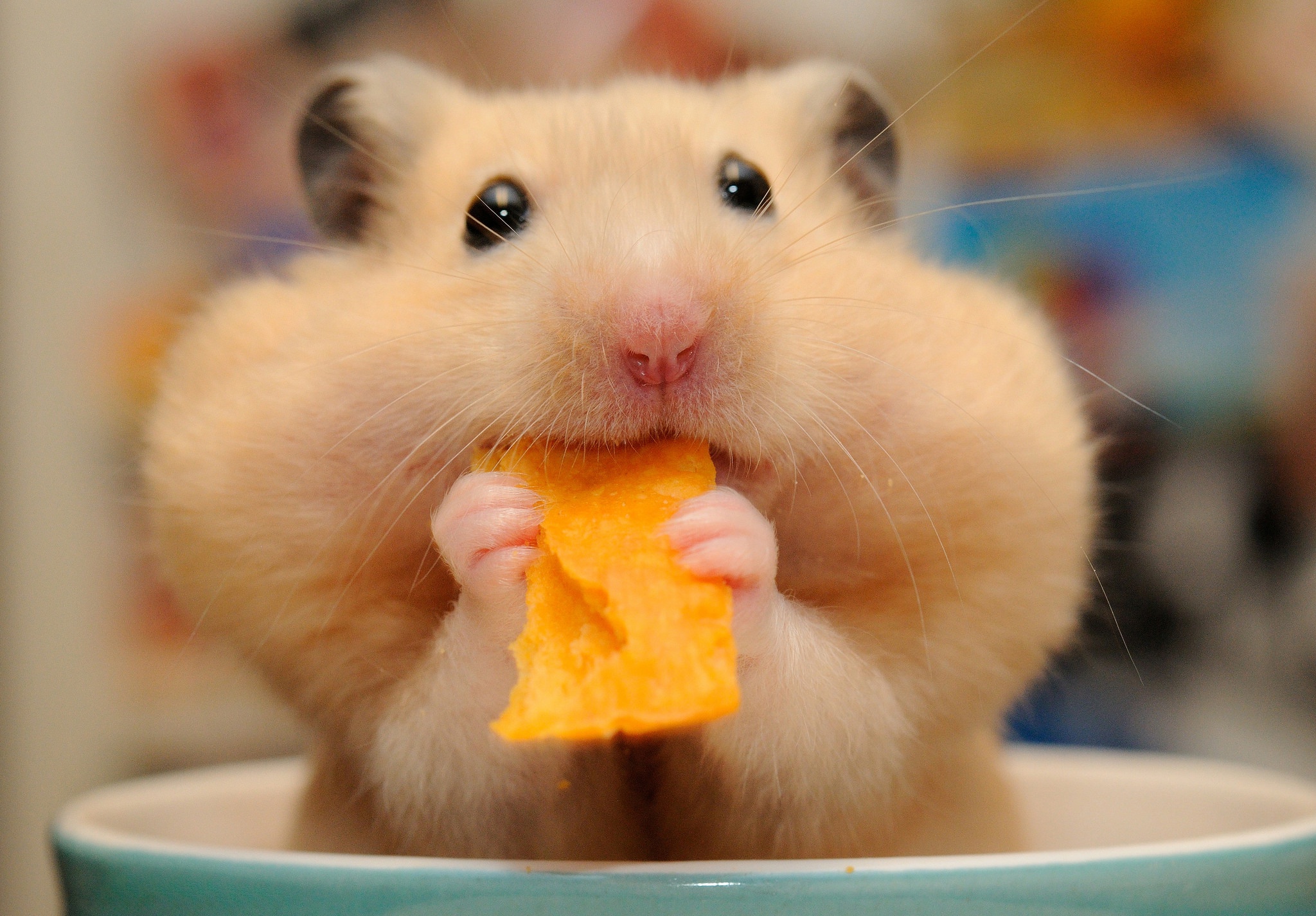 Rodent Close Up Hamster 2048x1425