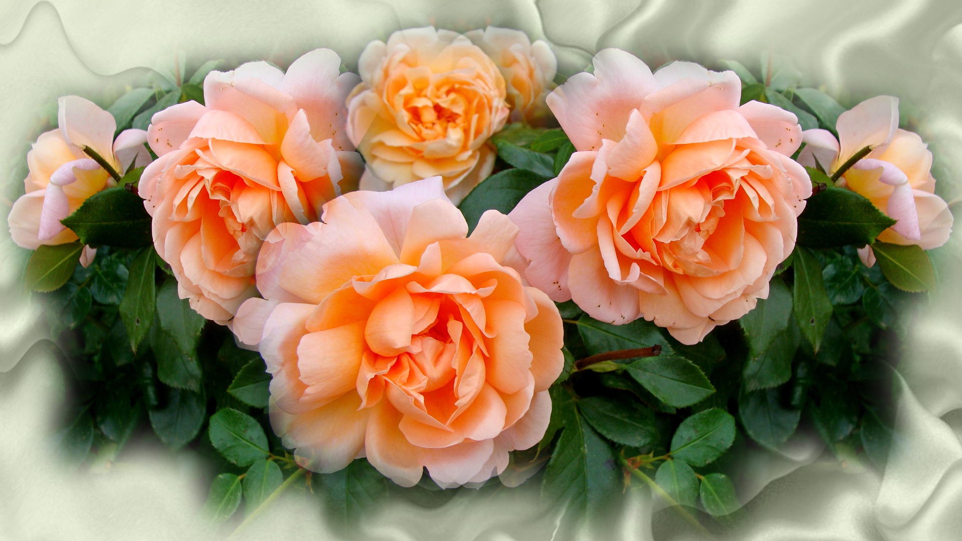 Earth Flower Rose Peach Flower 1920x1080